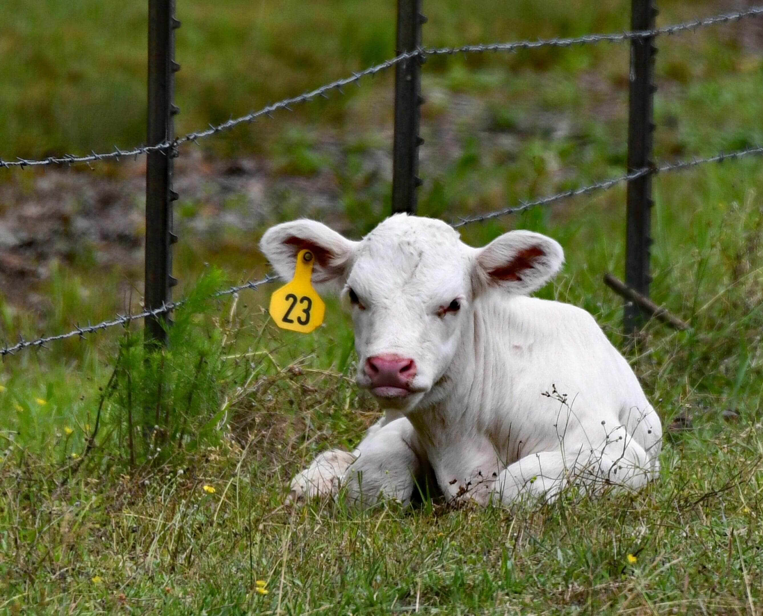 A white cow laying in the grass next to a fence.