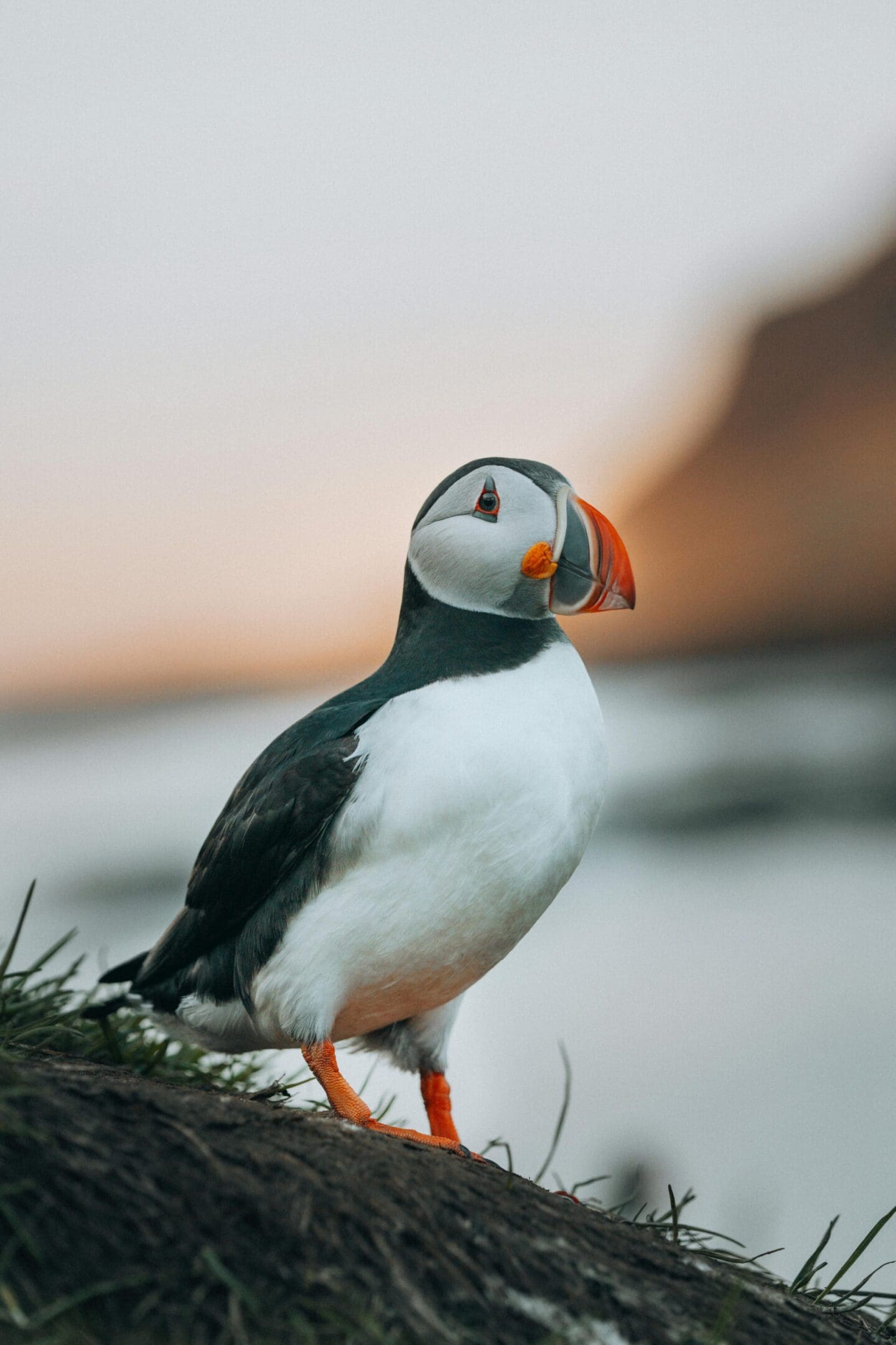 Atlantic puffin perched on rock.