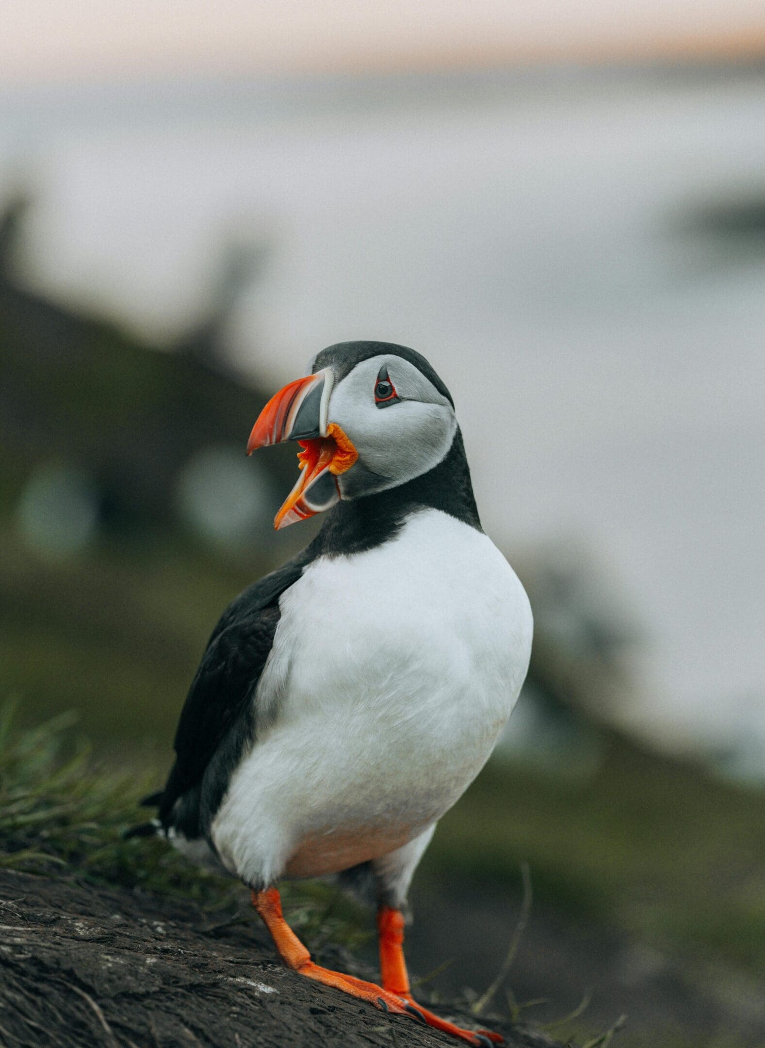 Atlantic puffin with open beak.