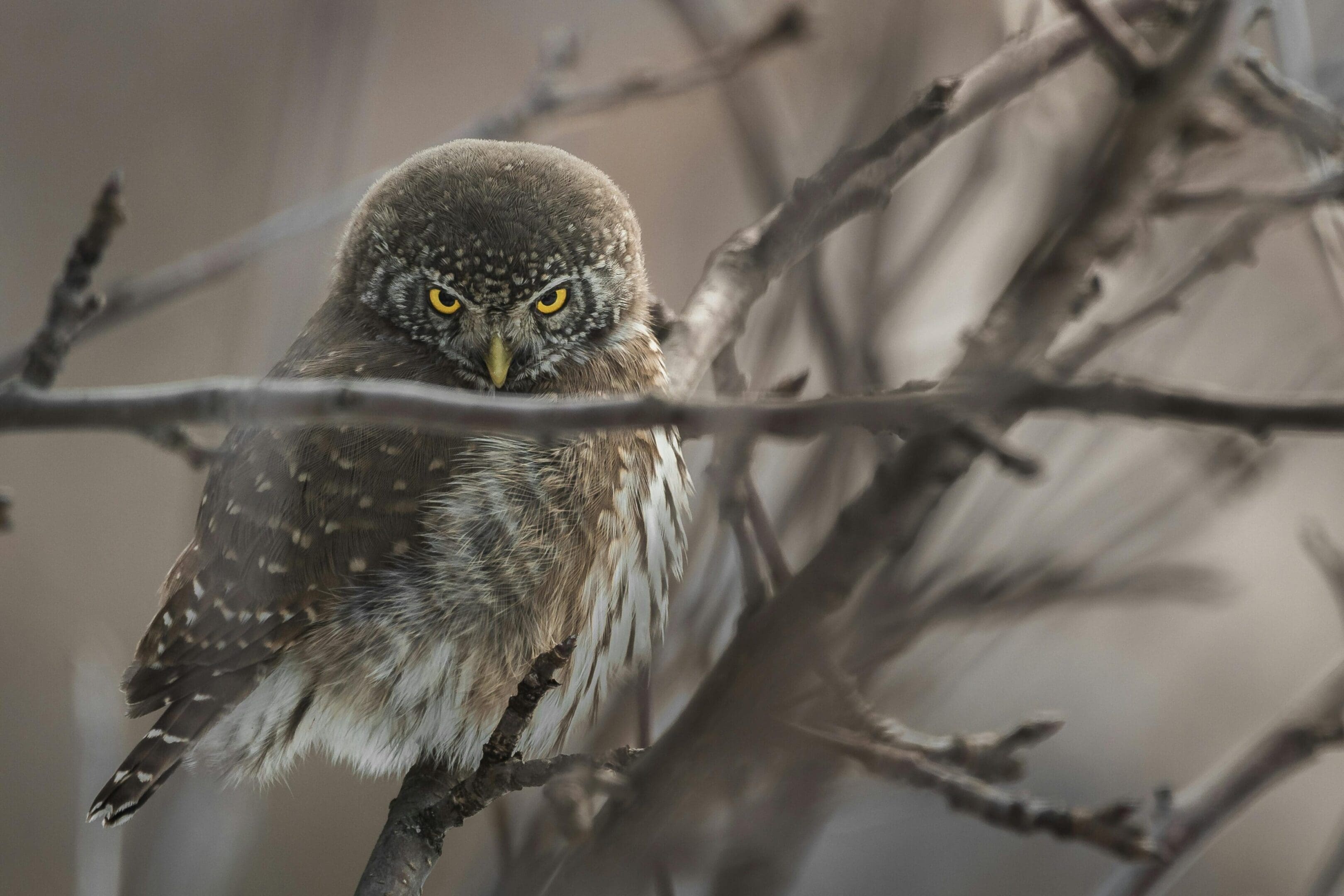 A small owl sitting on top of a tree branch.