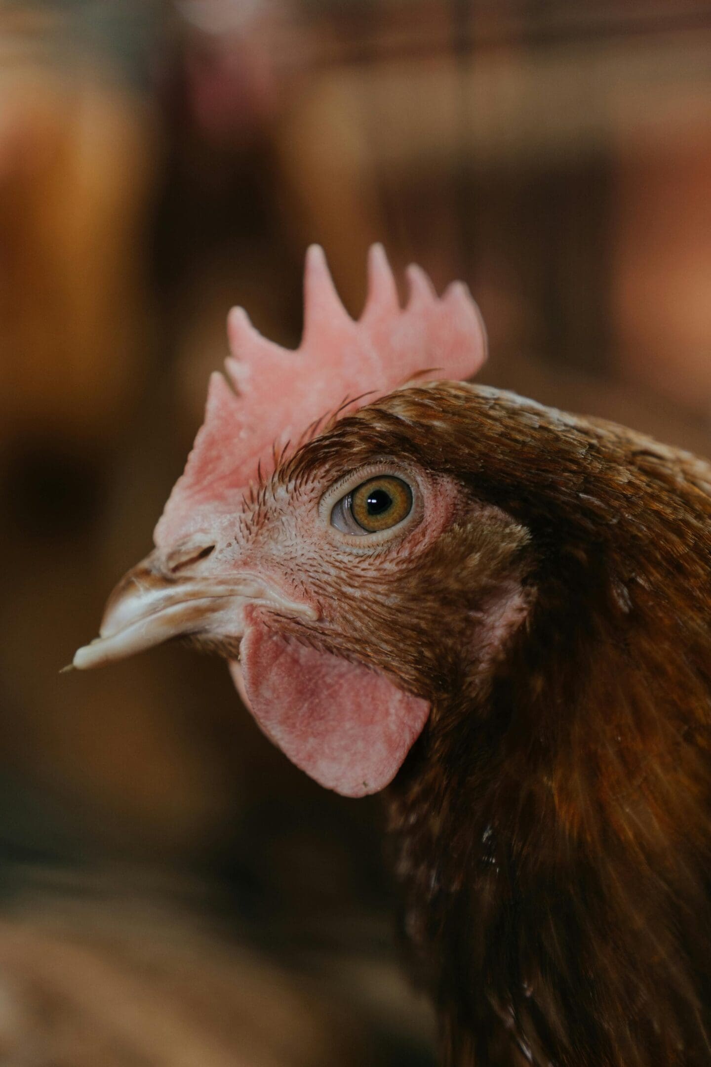 A close up of a chicken with pink feathers