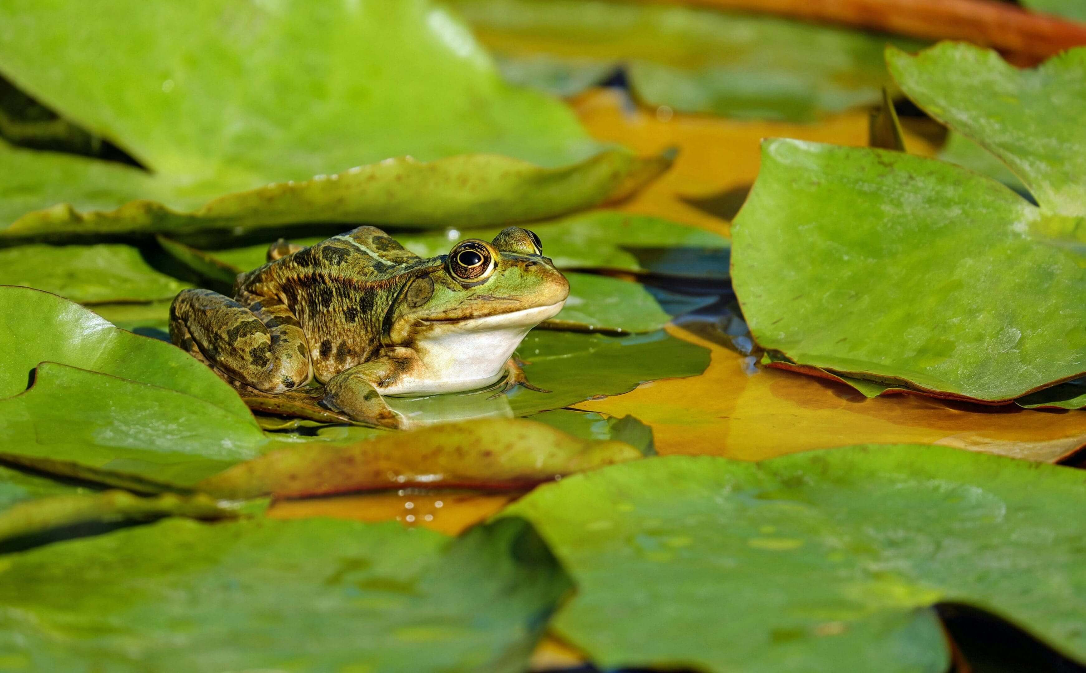 Green frog on lily pads in pond.