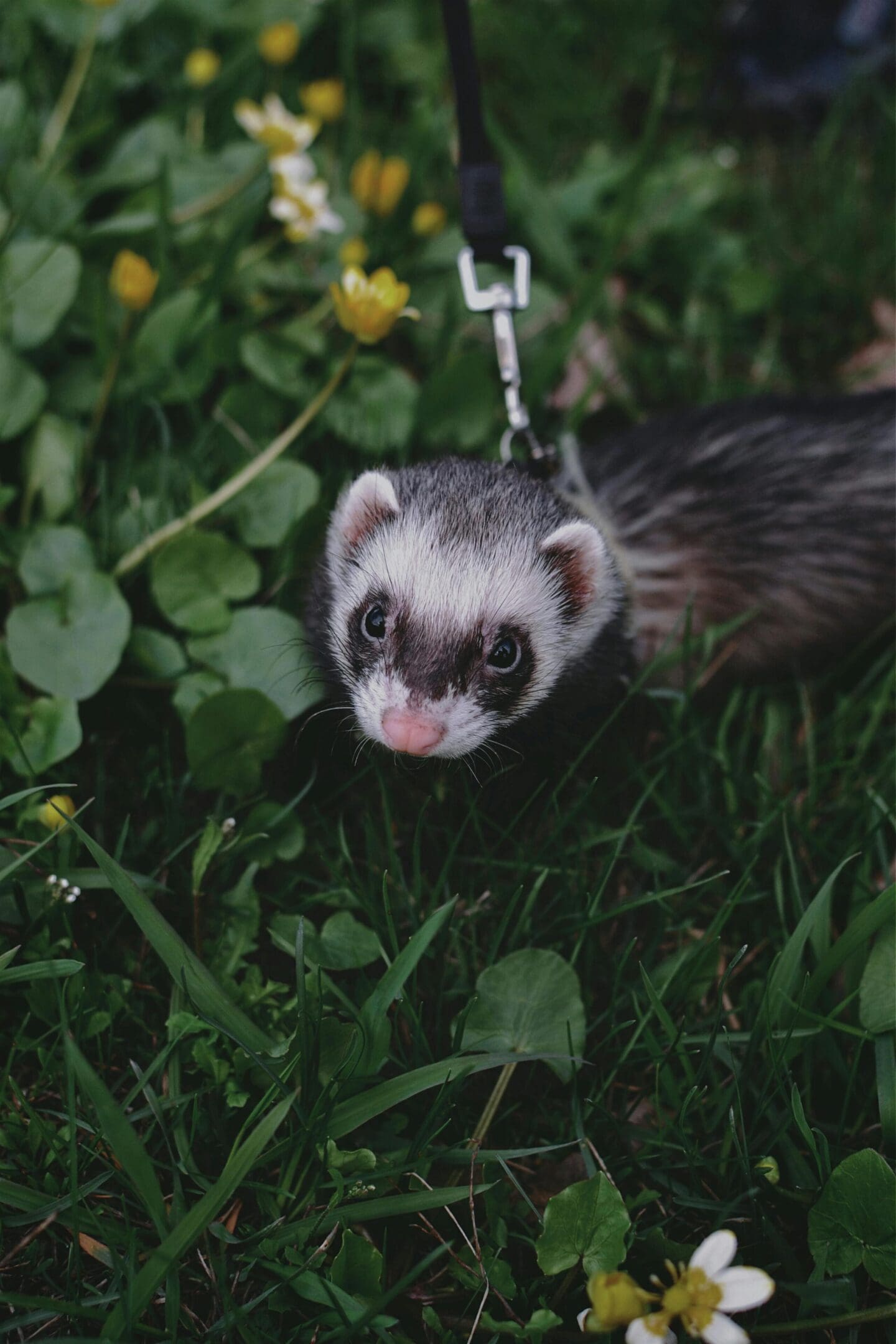 A ferret is standing in the grass with its head on a leash.