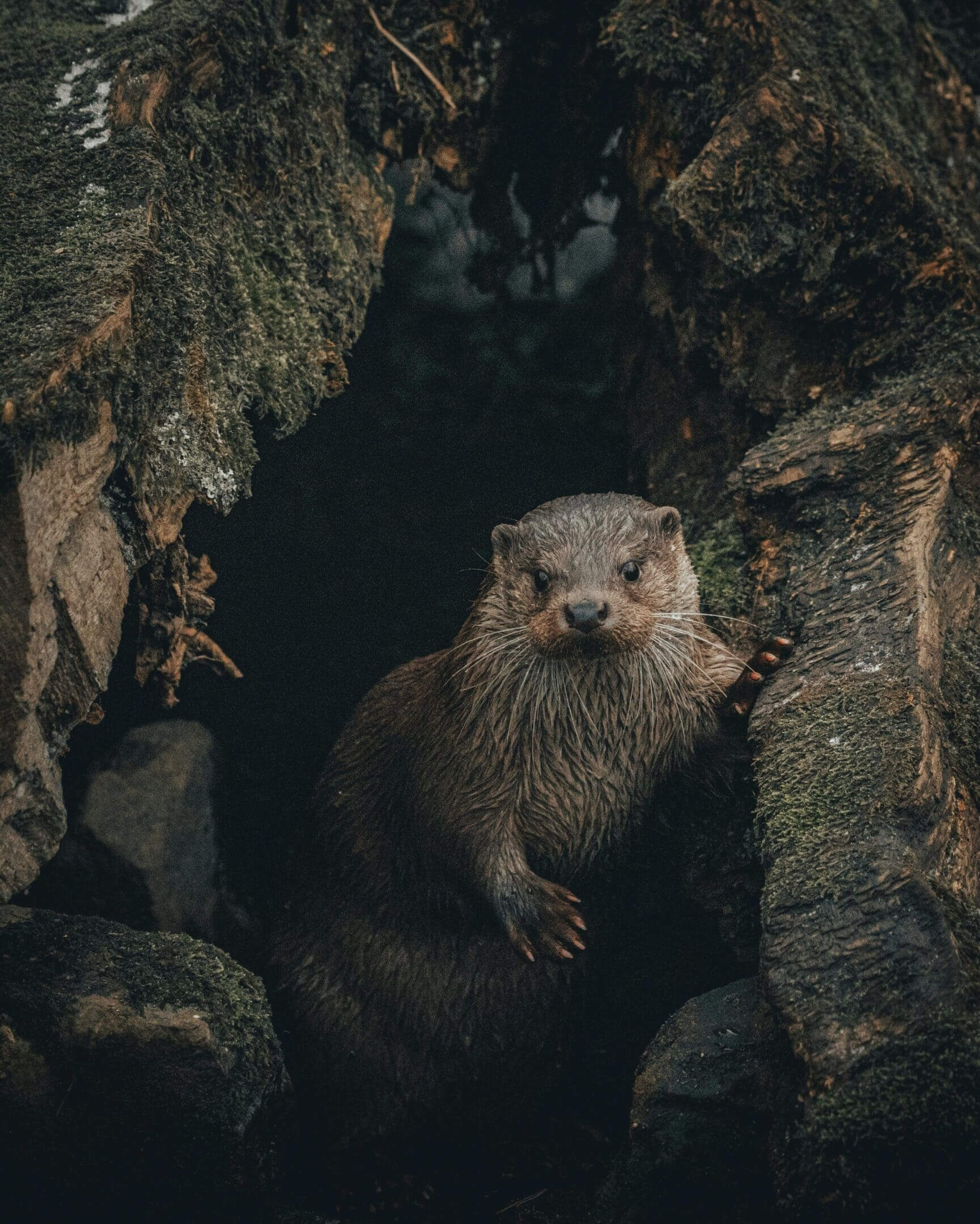 Wet otter peering from log crevice.