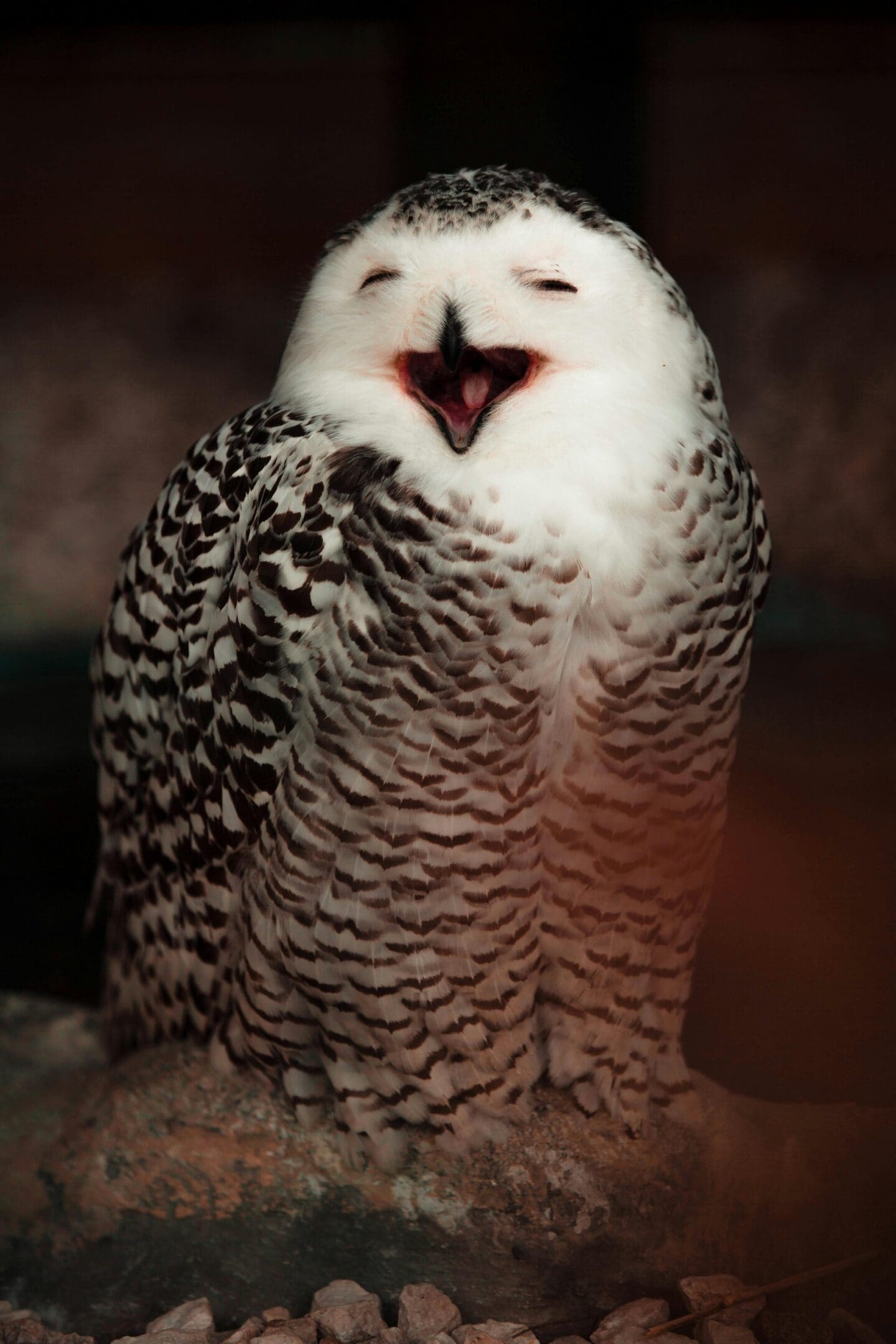 A white owl with black feathers is smiling.