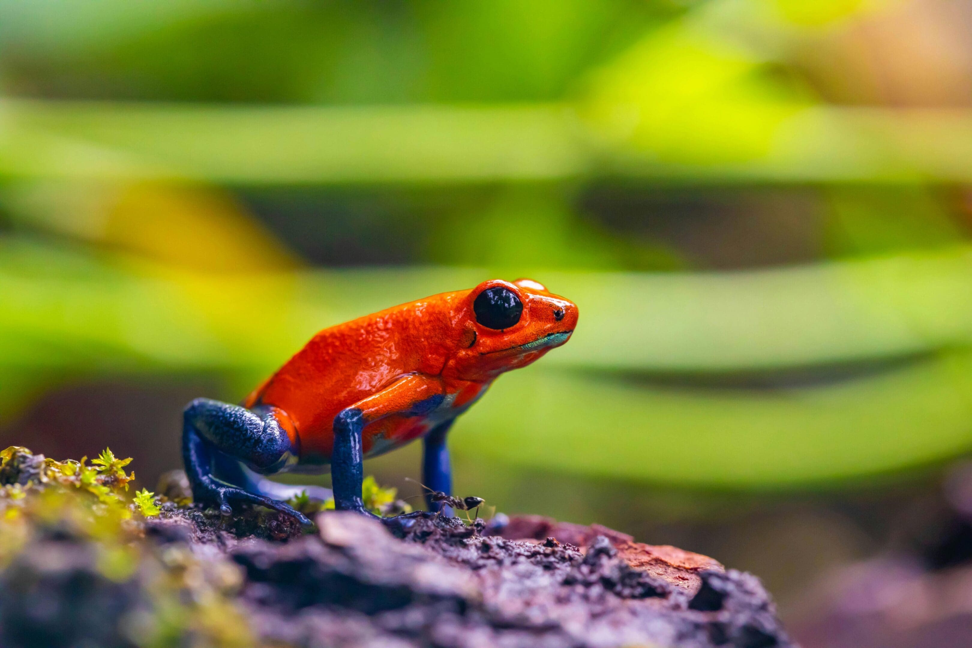 Orange and blue poison dart frog.