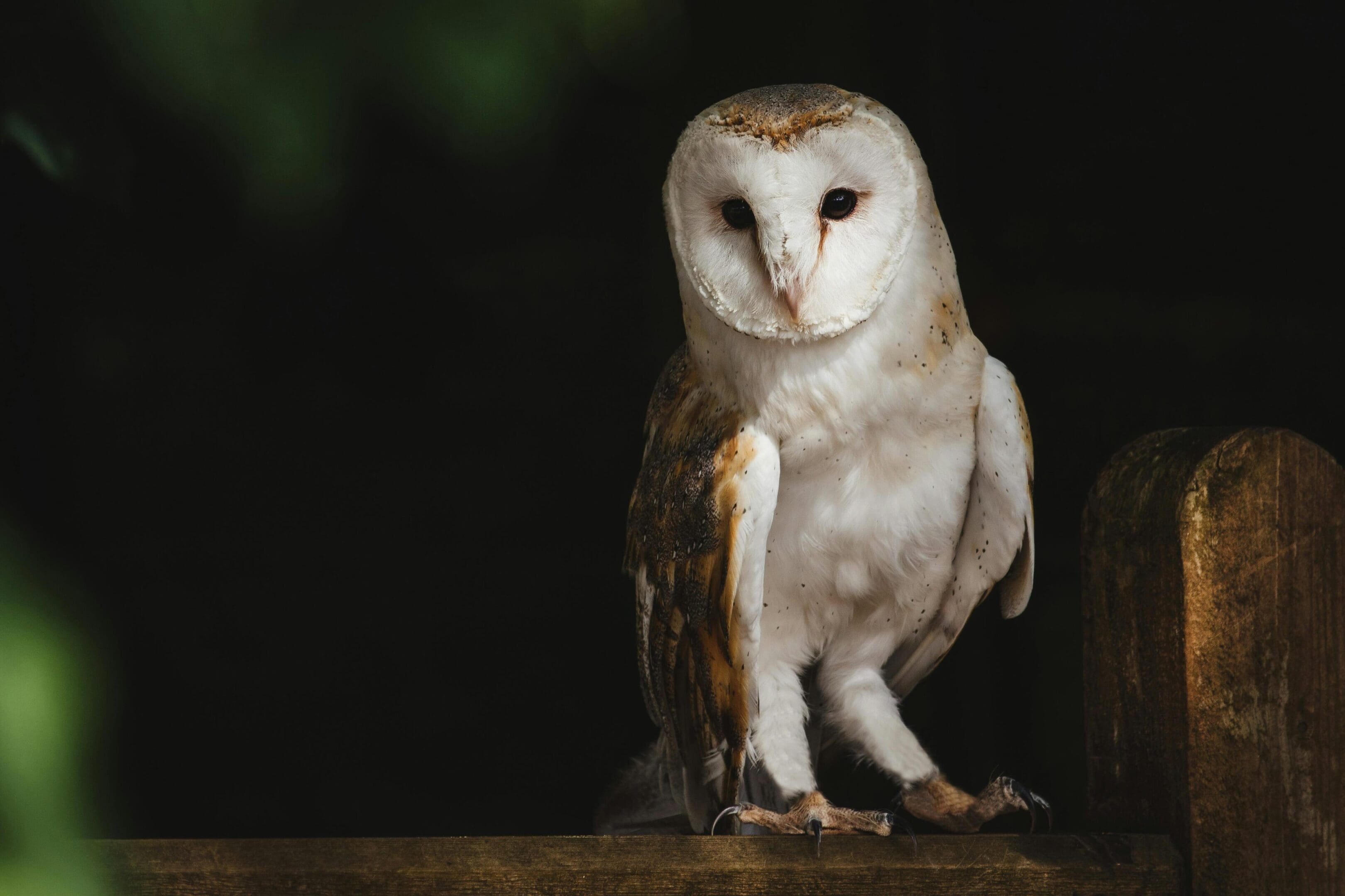 A white owl standing on top of a wooden ledge.