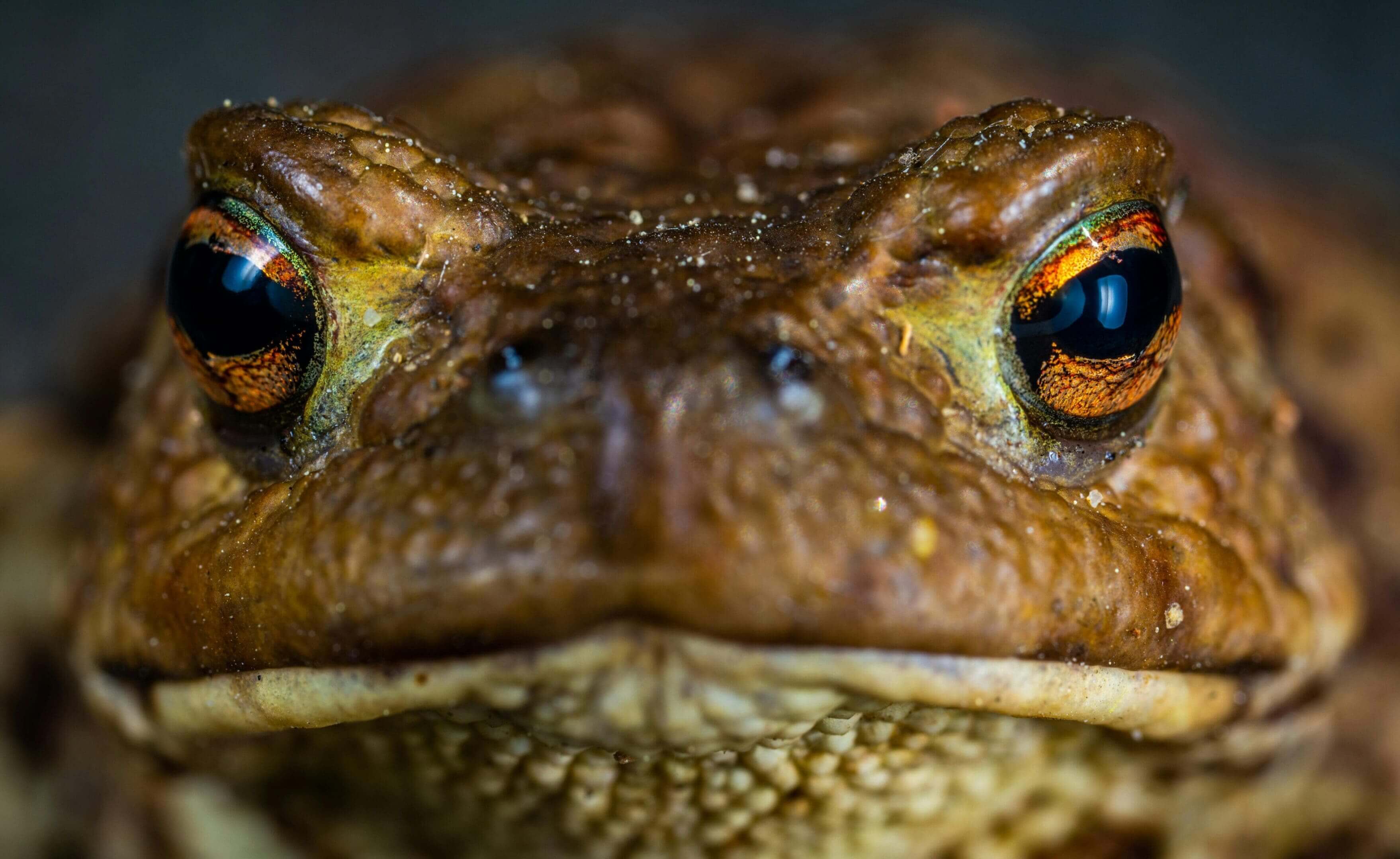 Close-up of a toad's face.