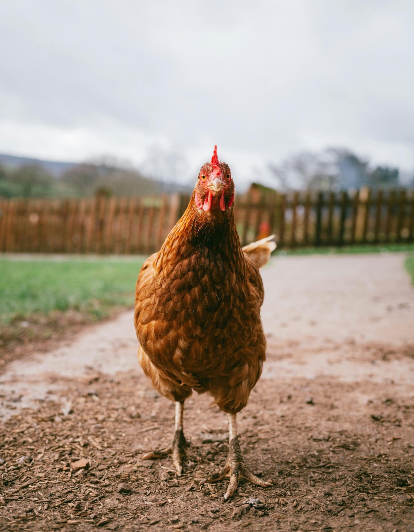 A chicken standing on the ground near a fence.