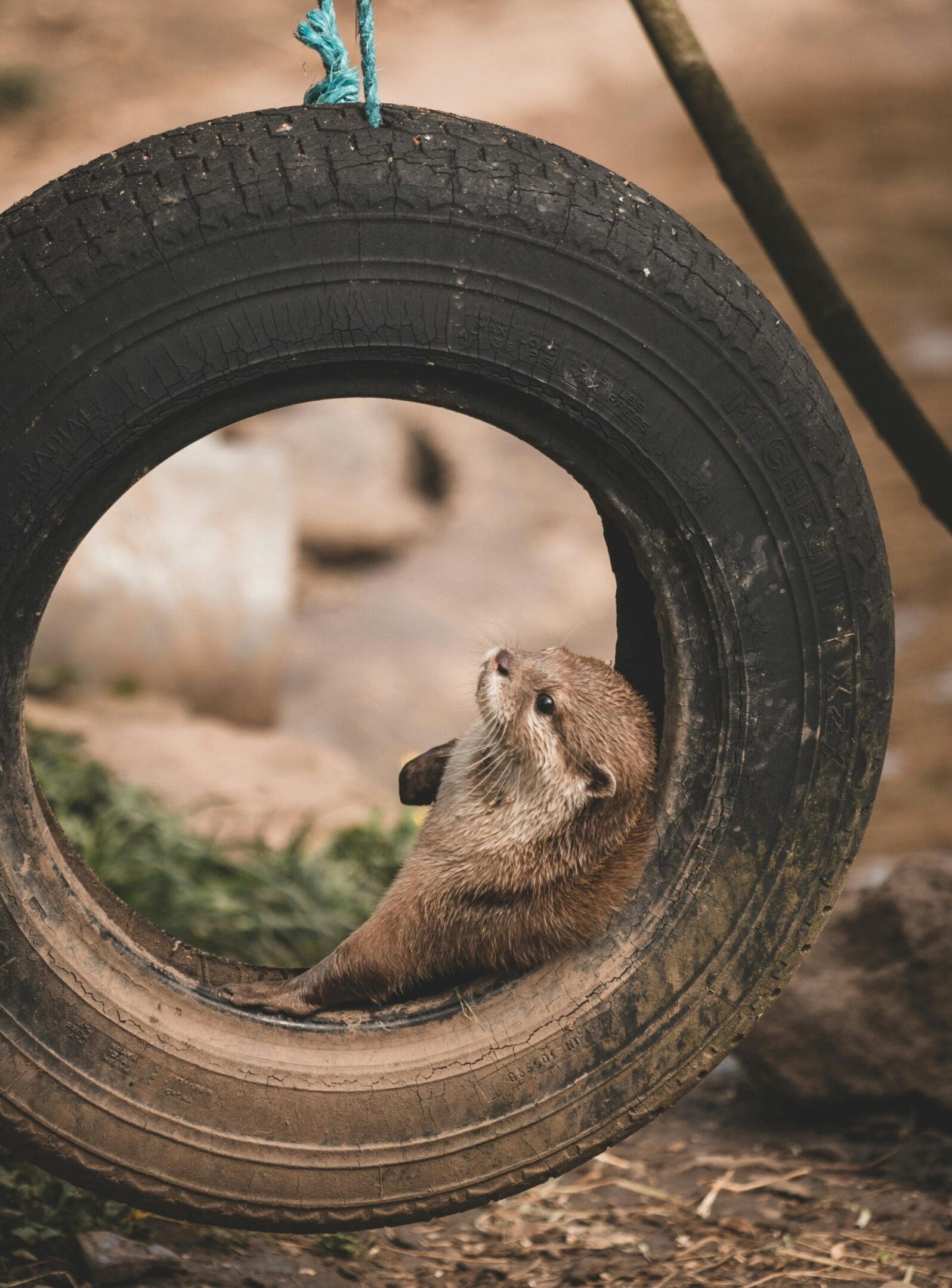 Otter resting in tire swing.