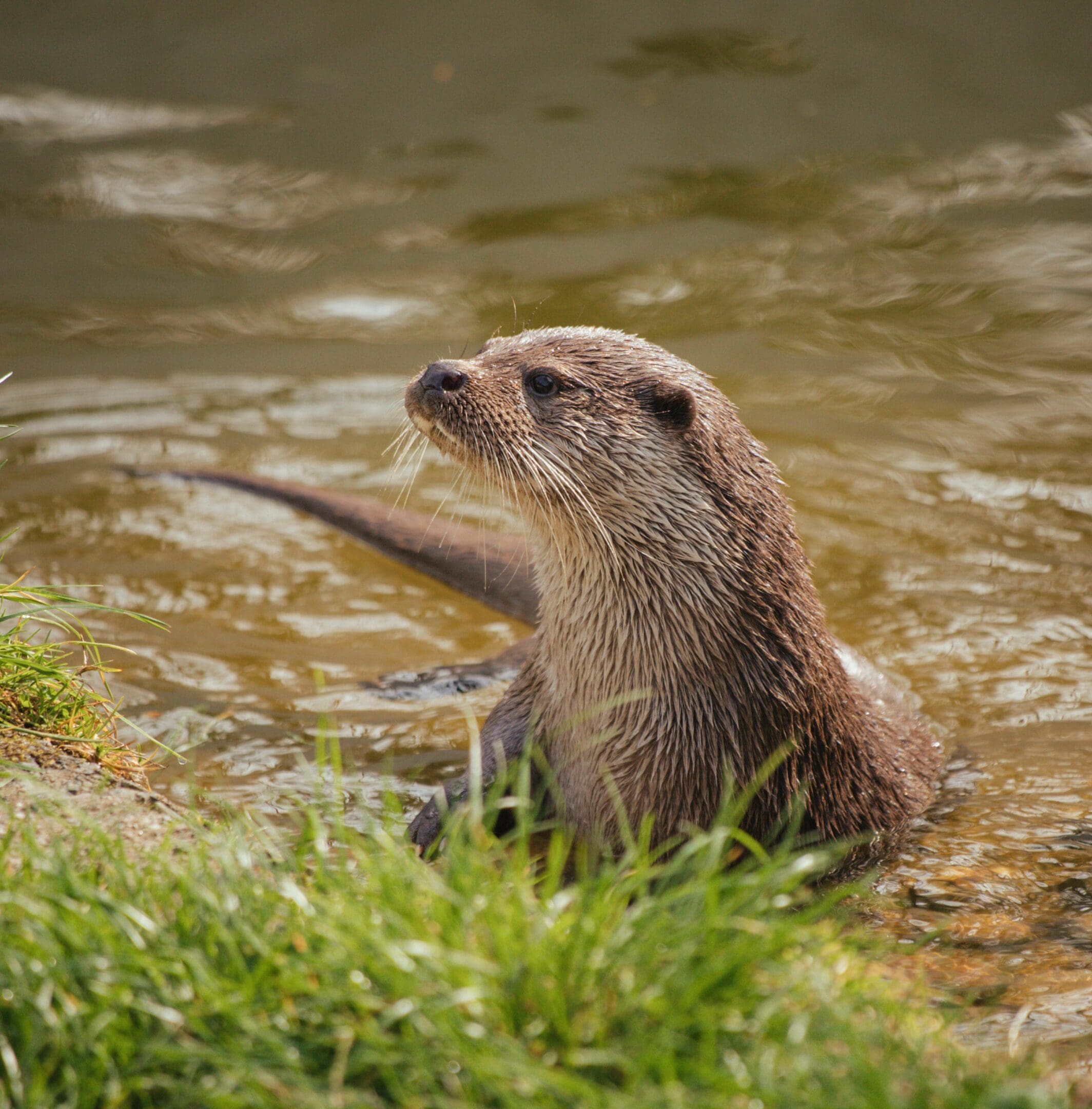 Otter emerging from water, alert.