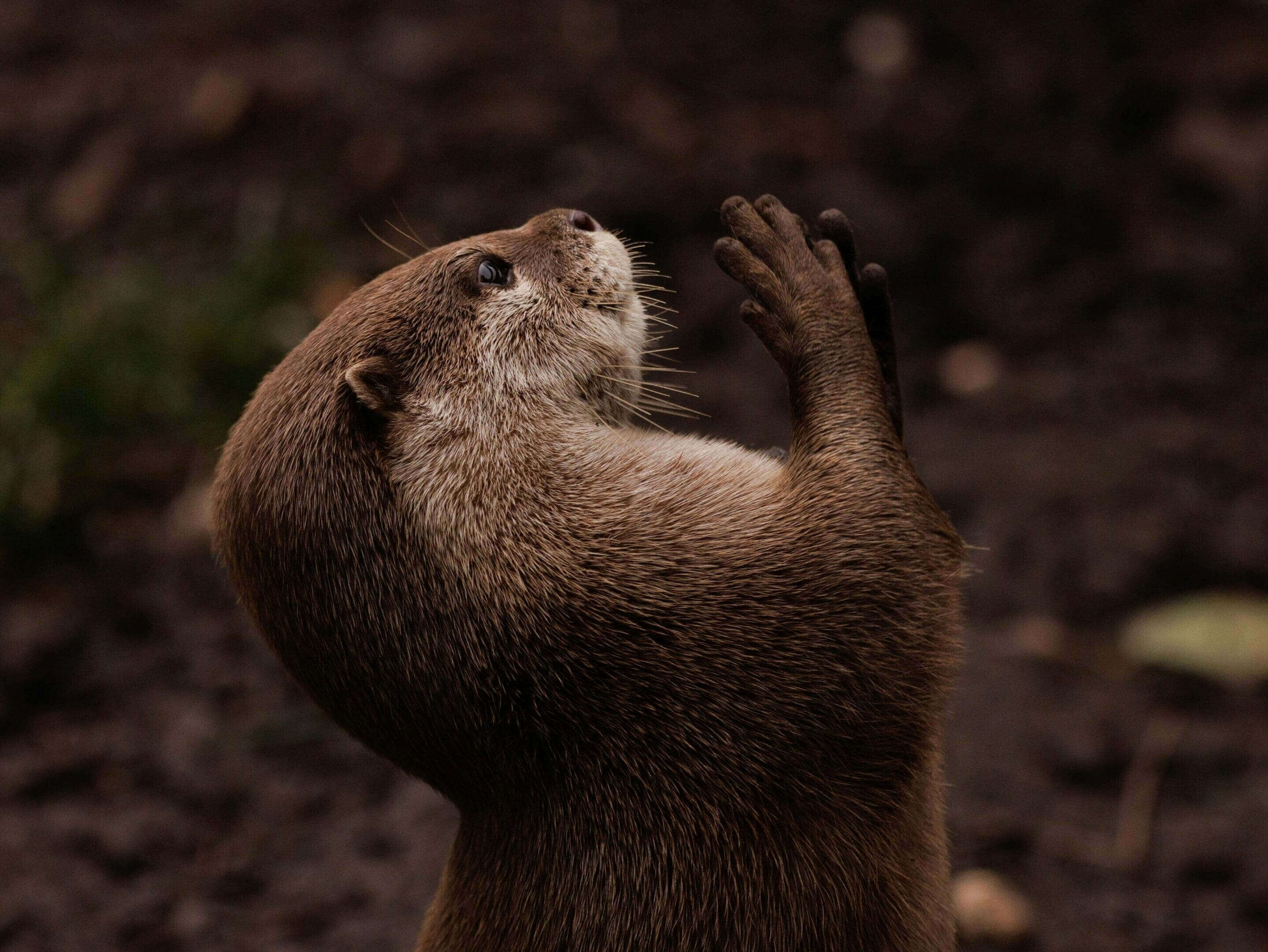 Otter looking up, paws raised.