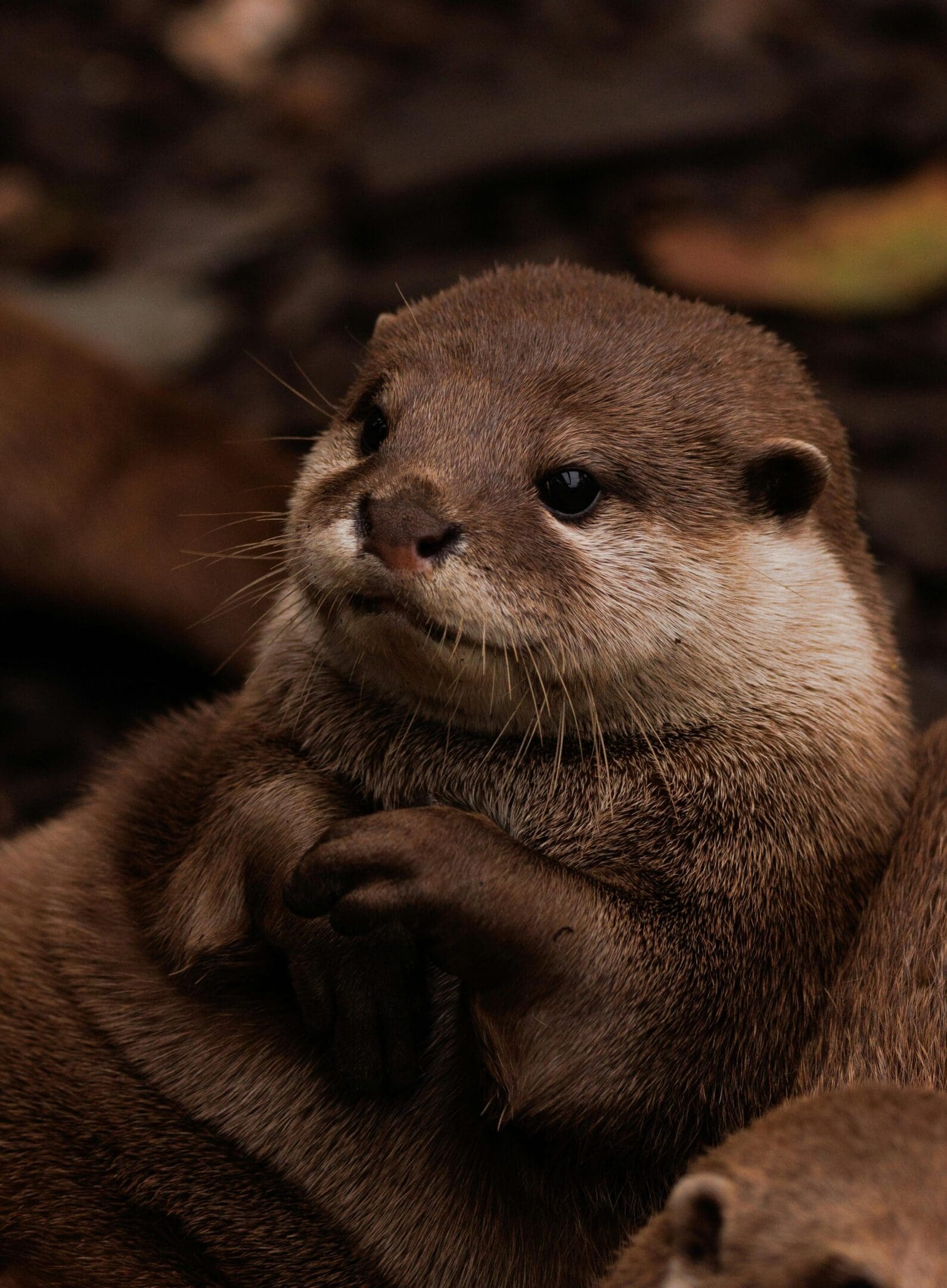 A close up of an animal with its paws on the ground