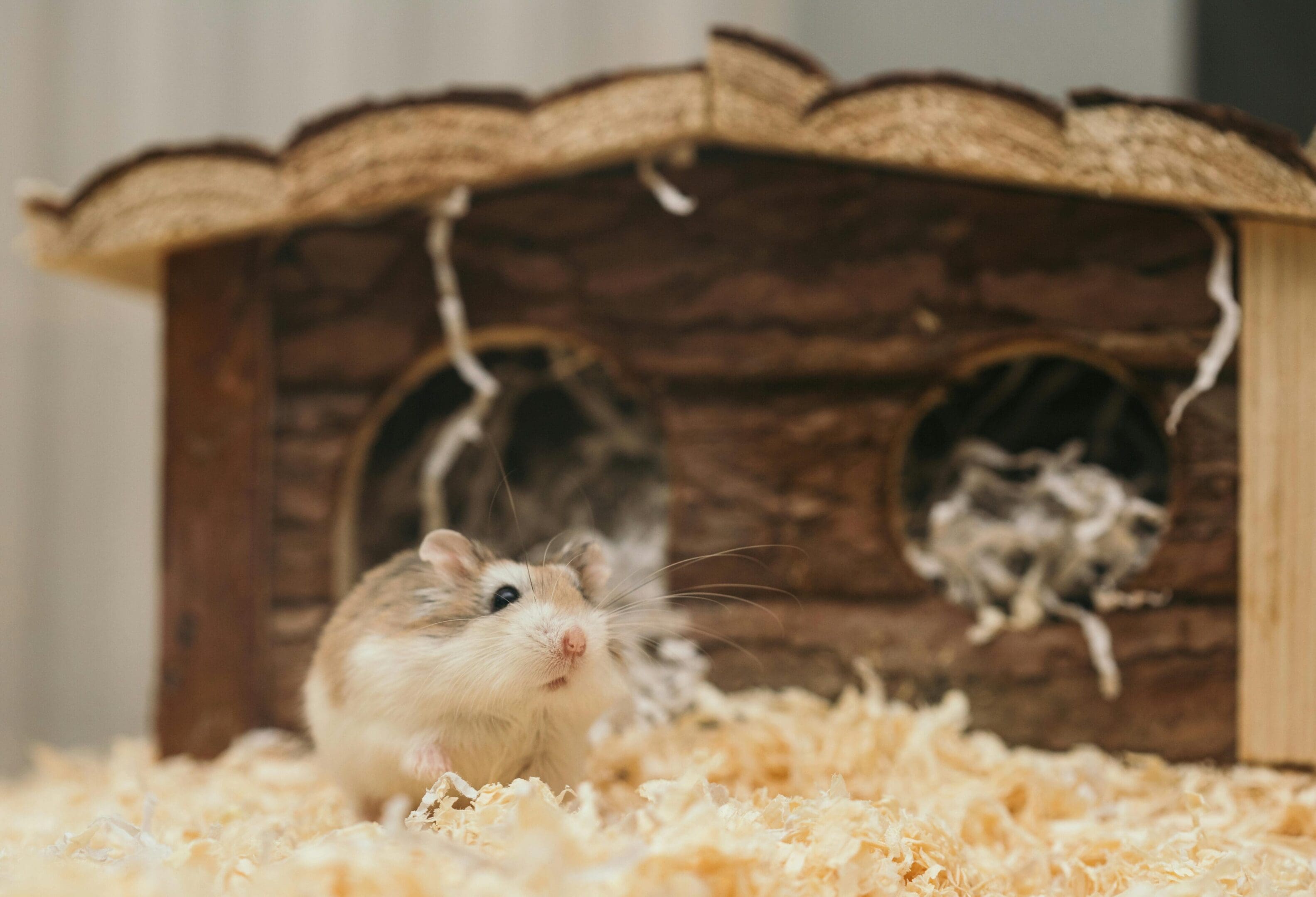 A hamster in its cage with wood shavings around it.