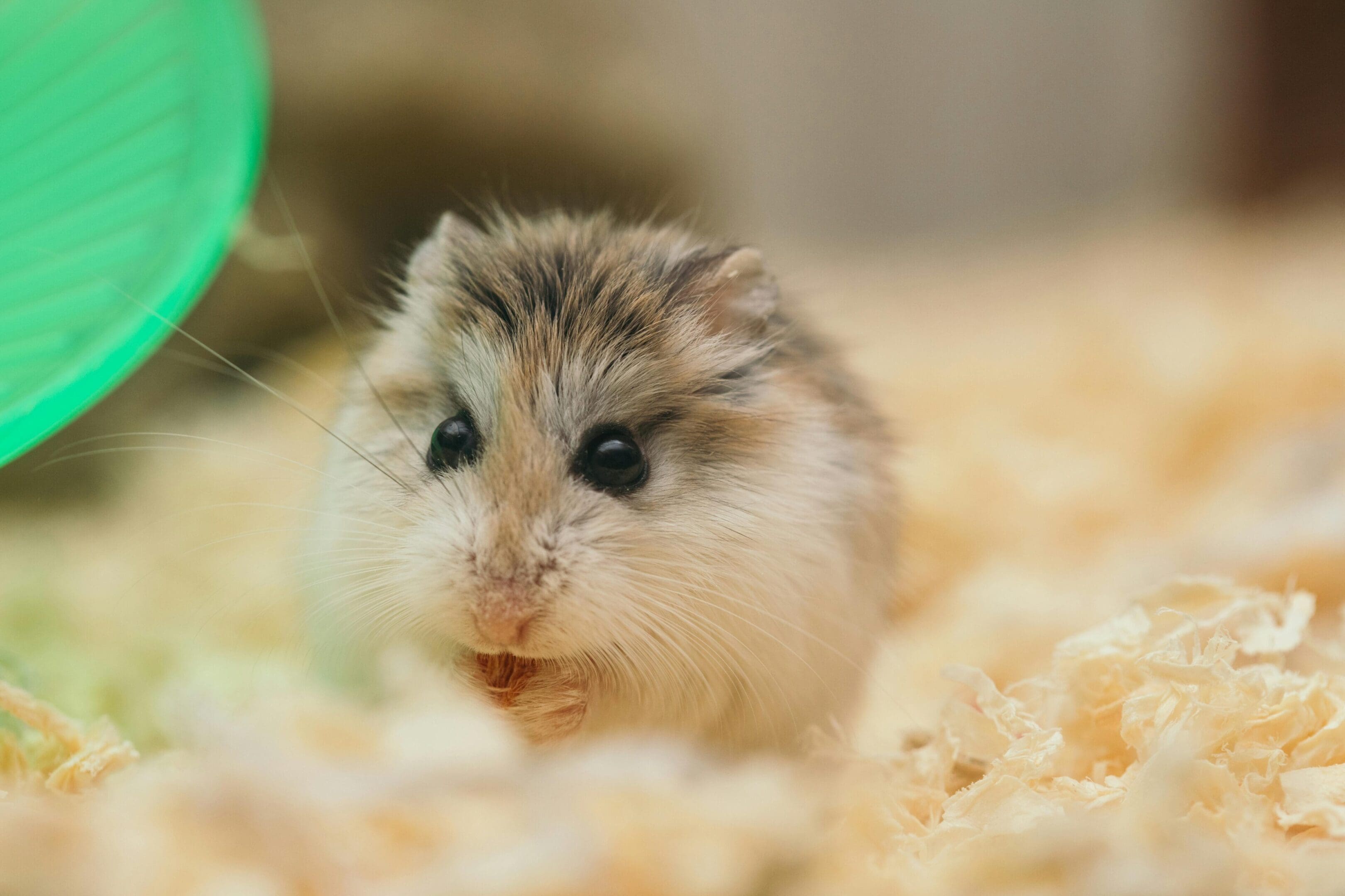A small hamster is sitting in the dirt.
