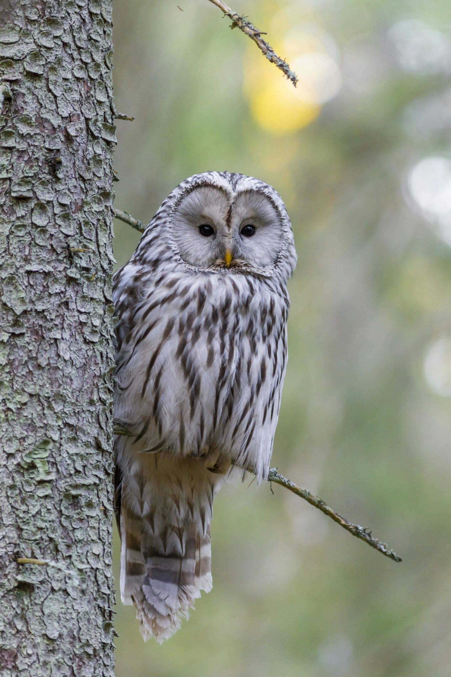 A owl sitting on the branch of a tree