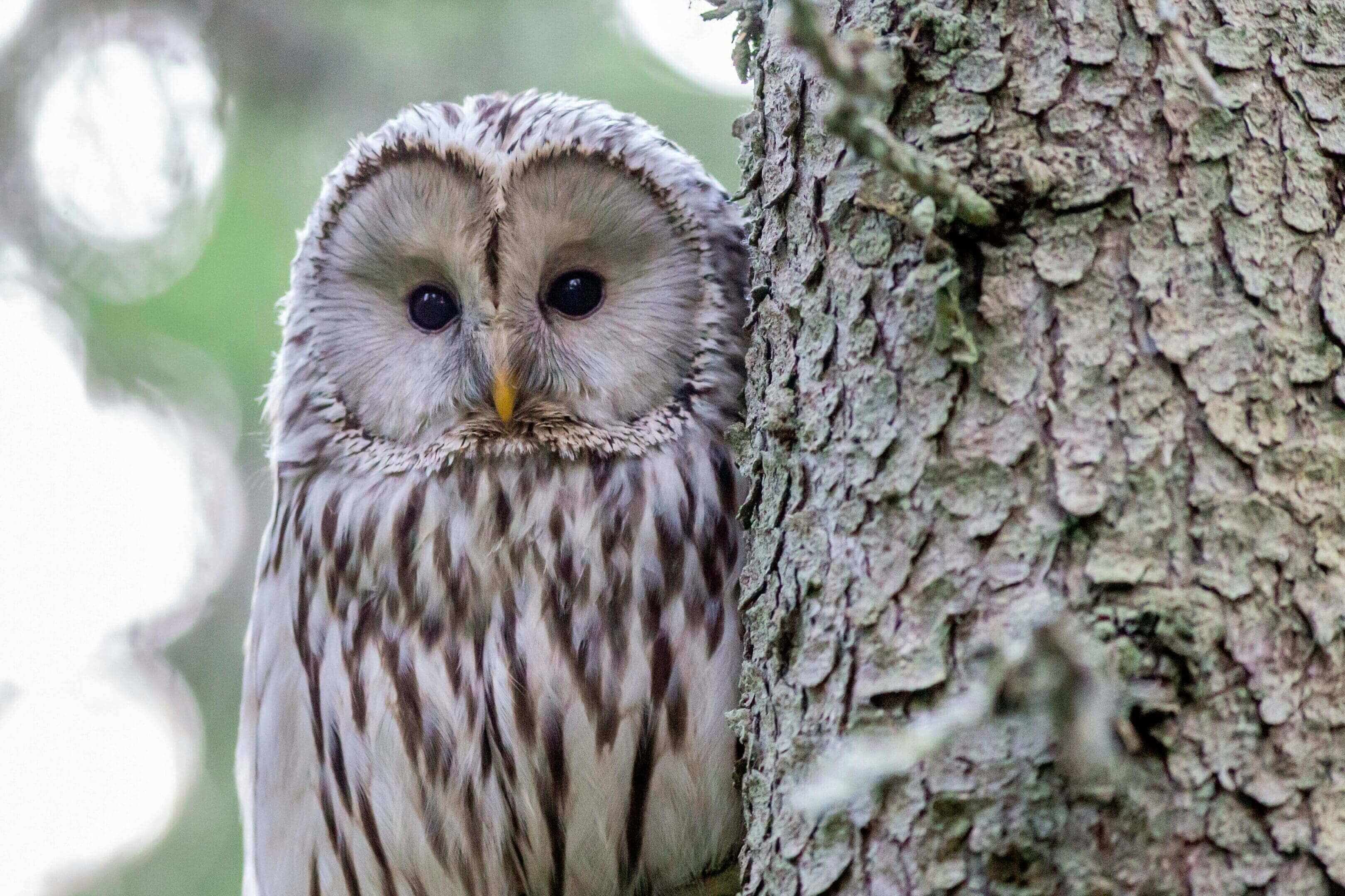 A close up of an owl on the side of a tree