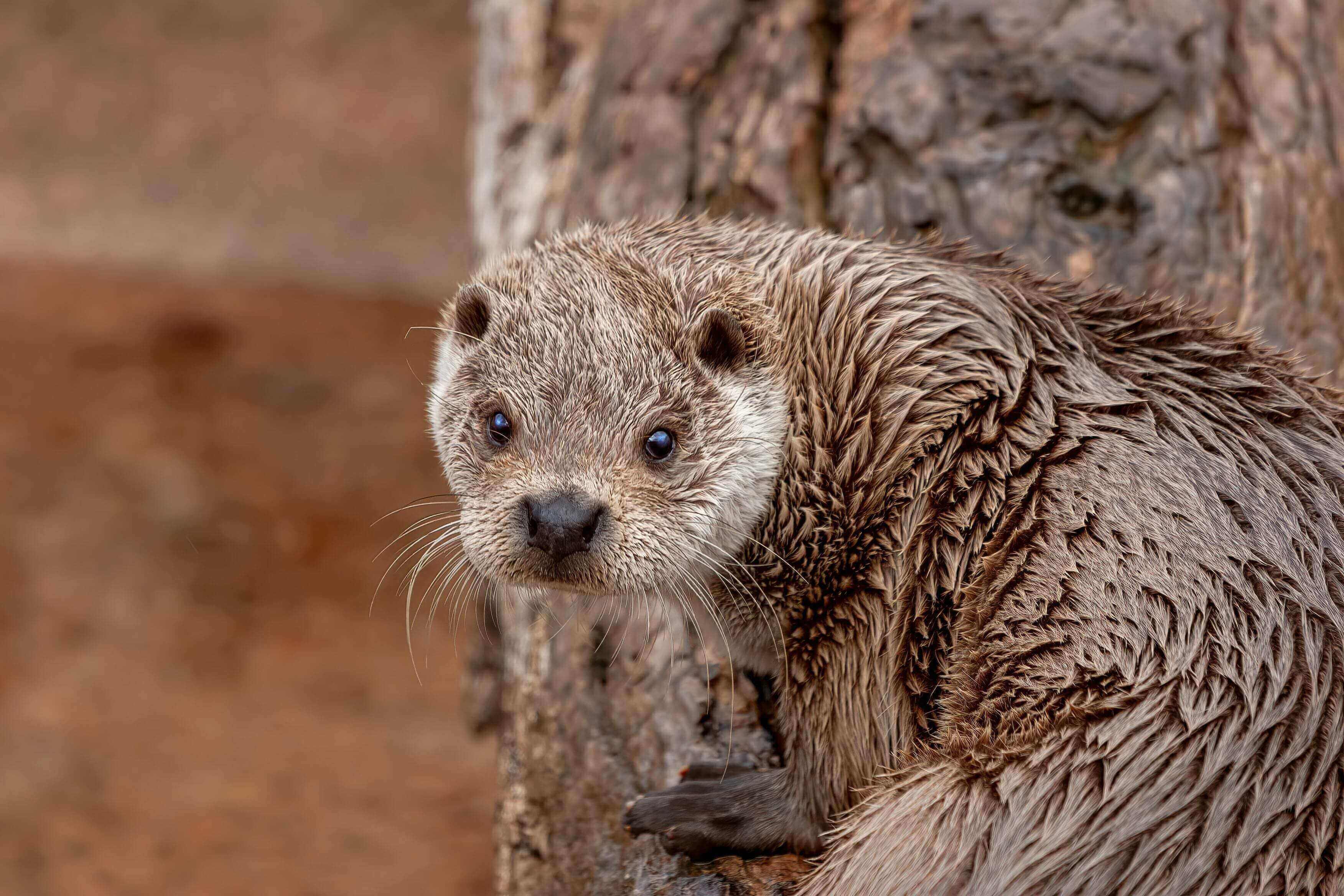 A wet animal is standing next to a tree.
