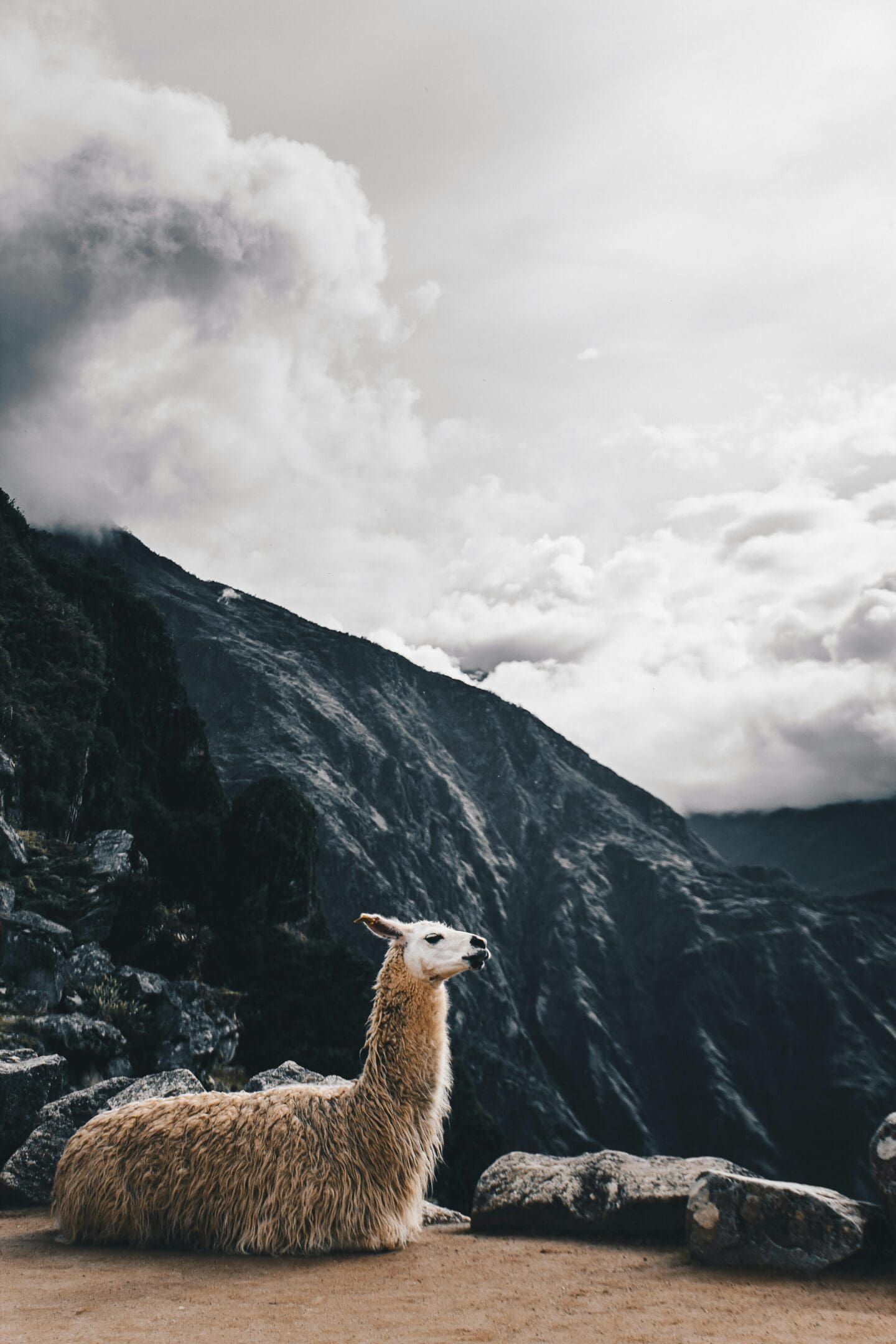 A llama standing on top of a mountain.