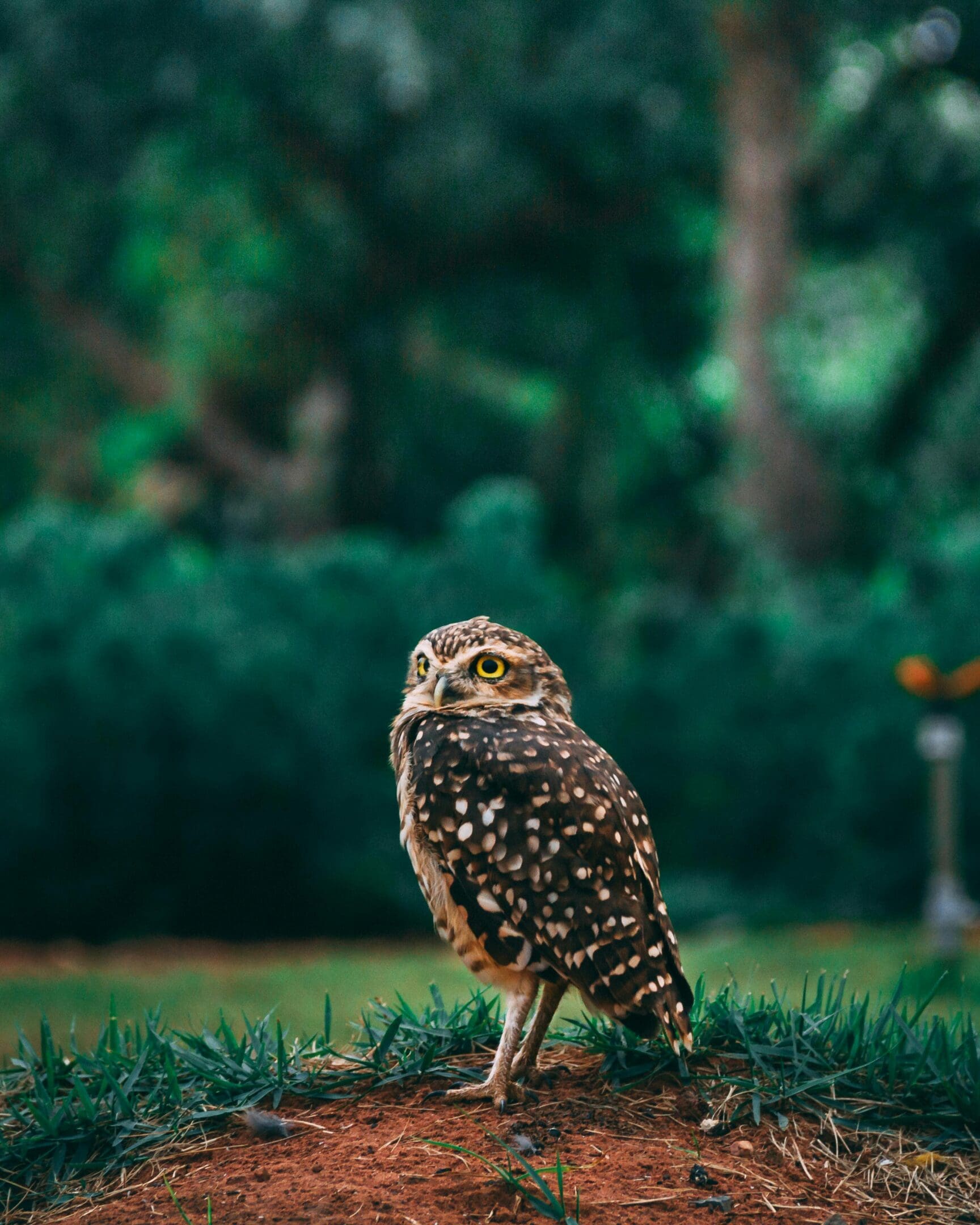 A small owl standing on the grass near some trees
