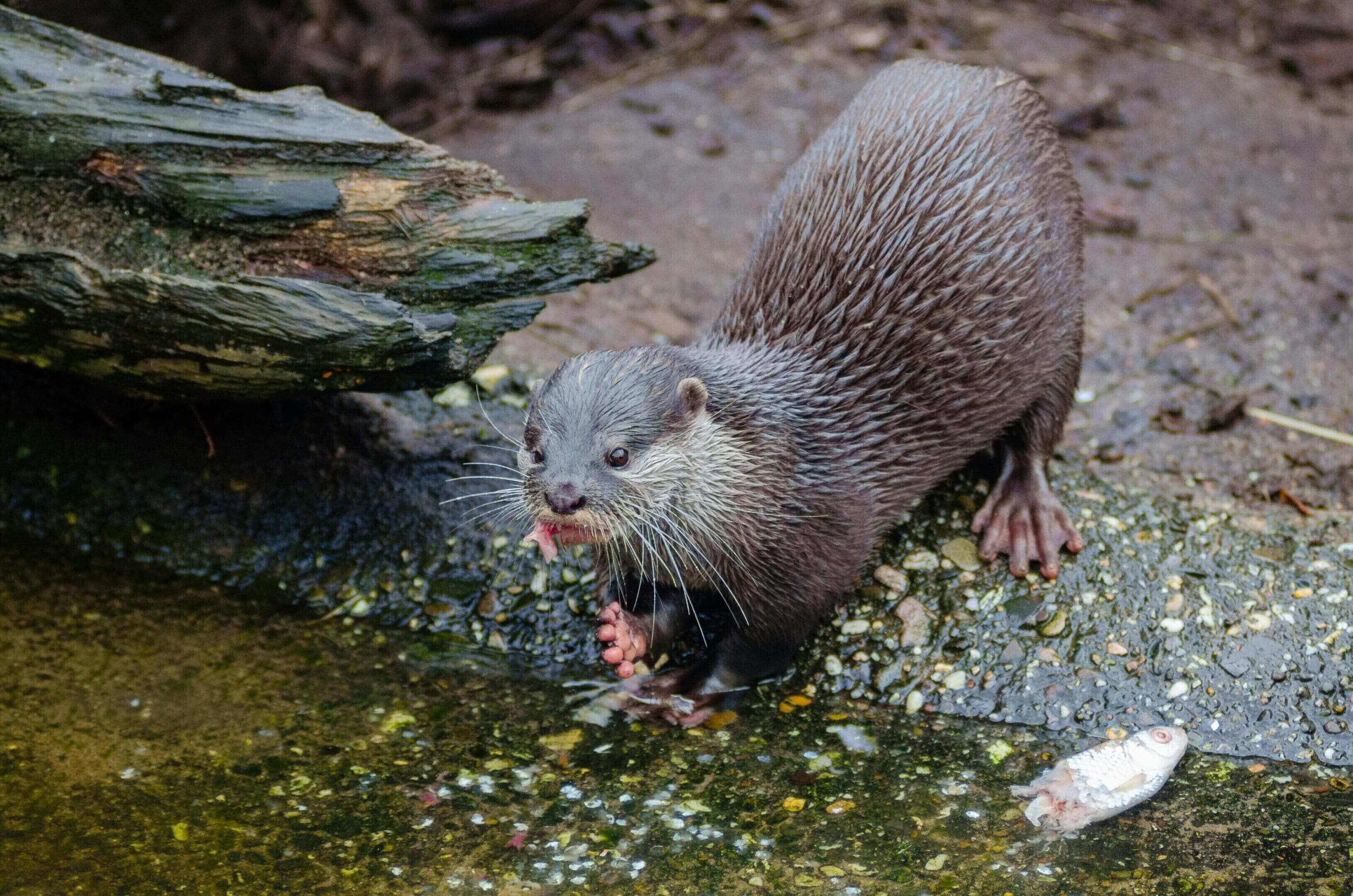 A small animal is standing in the water.
