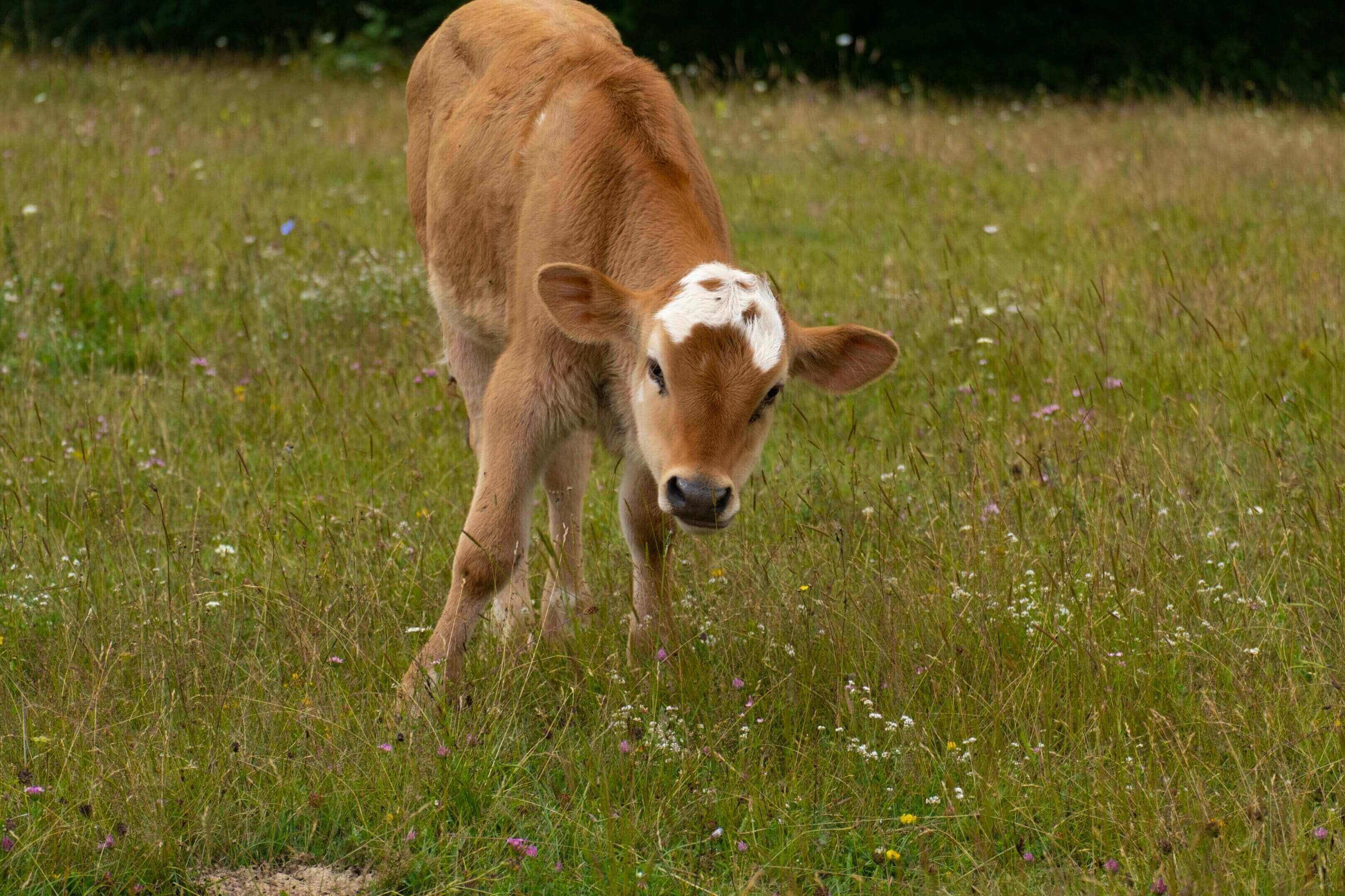 A baby cow standing in the grass looking at the camera.