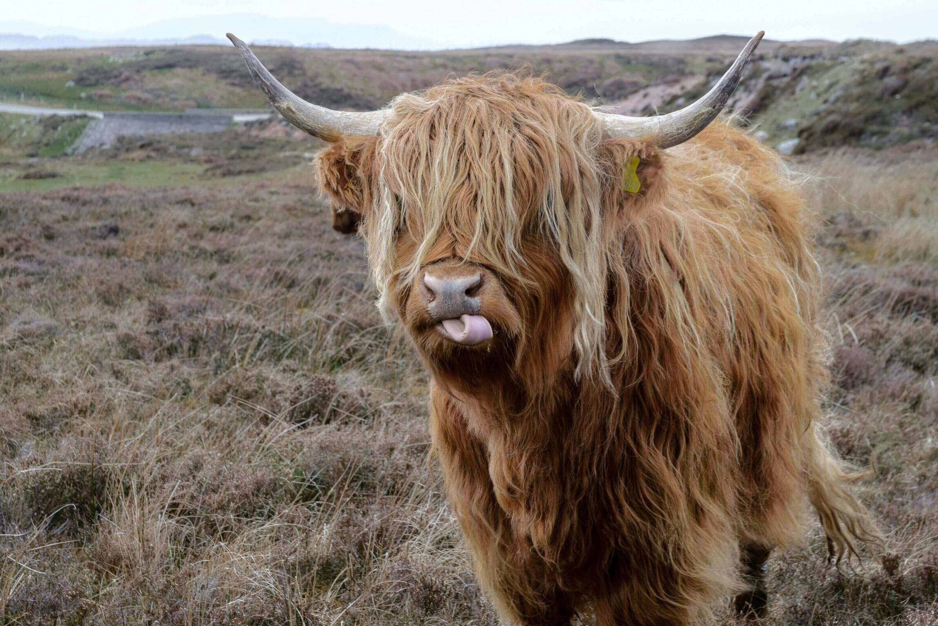 A long haired cow with horns in the grass.