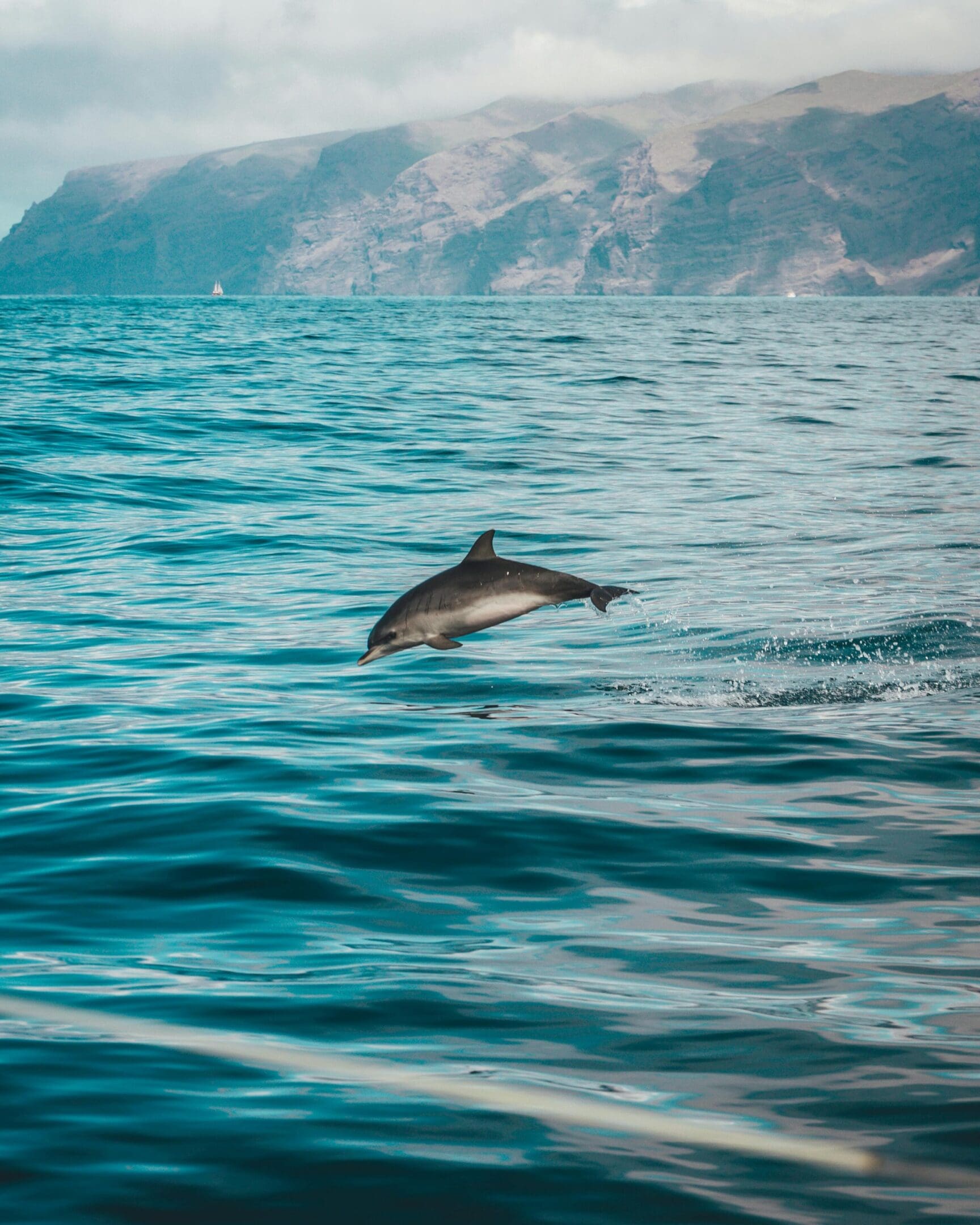 Dolphin leaping in ocean waves.
