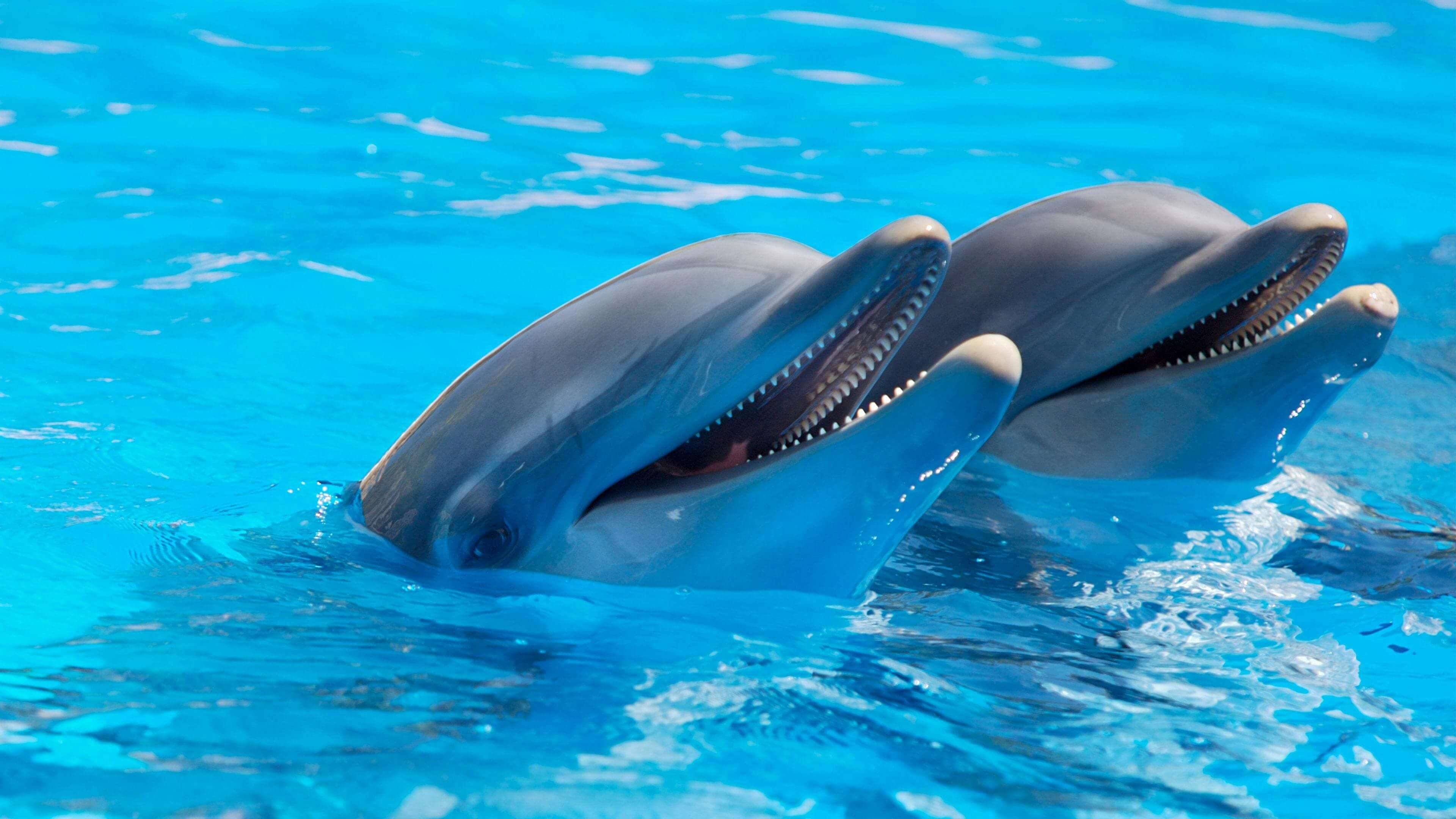 Two dolphins smiling in blue water.
