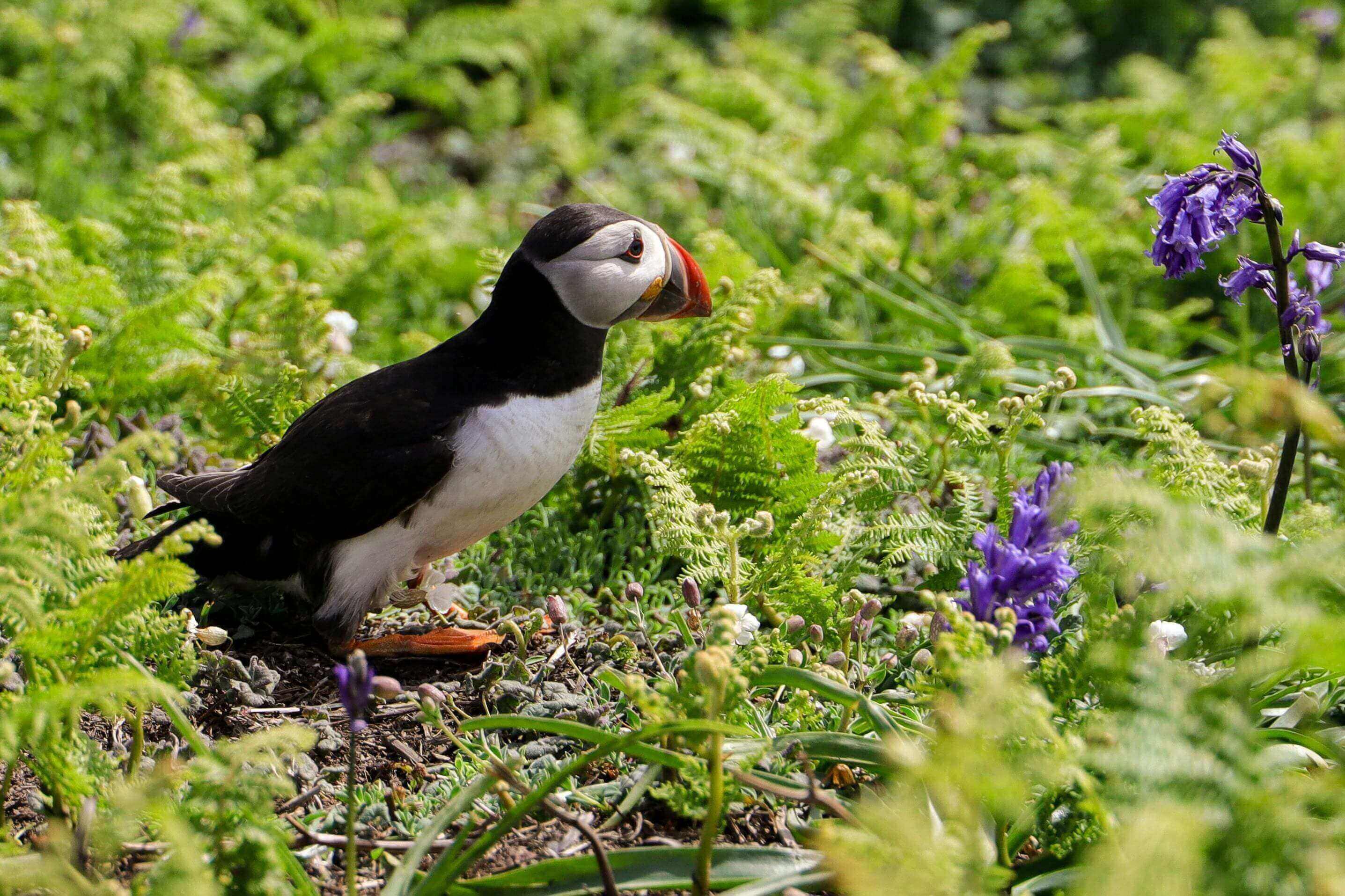 Puffin amongst green ferns and bluebells.