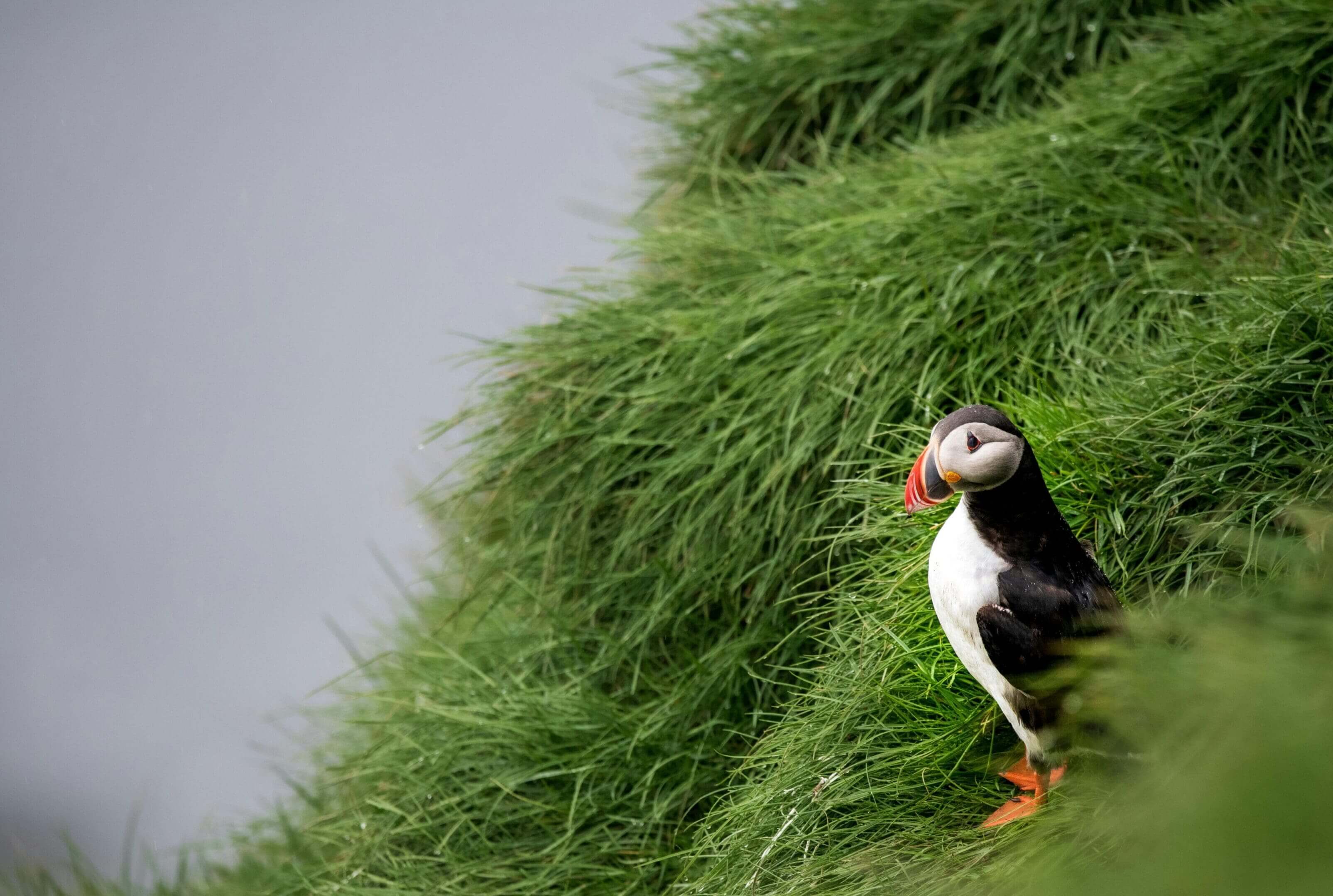 Atlantic puffin in grassy coastal habitat.
