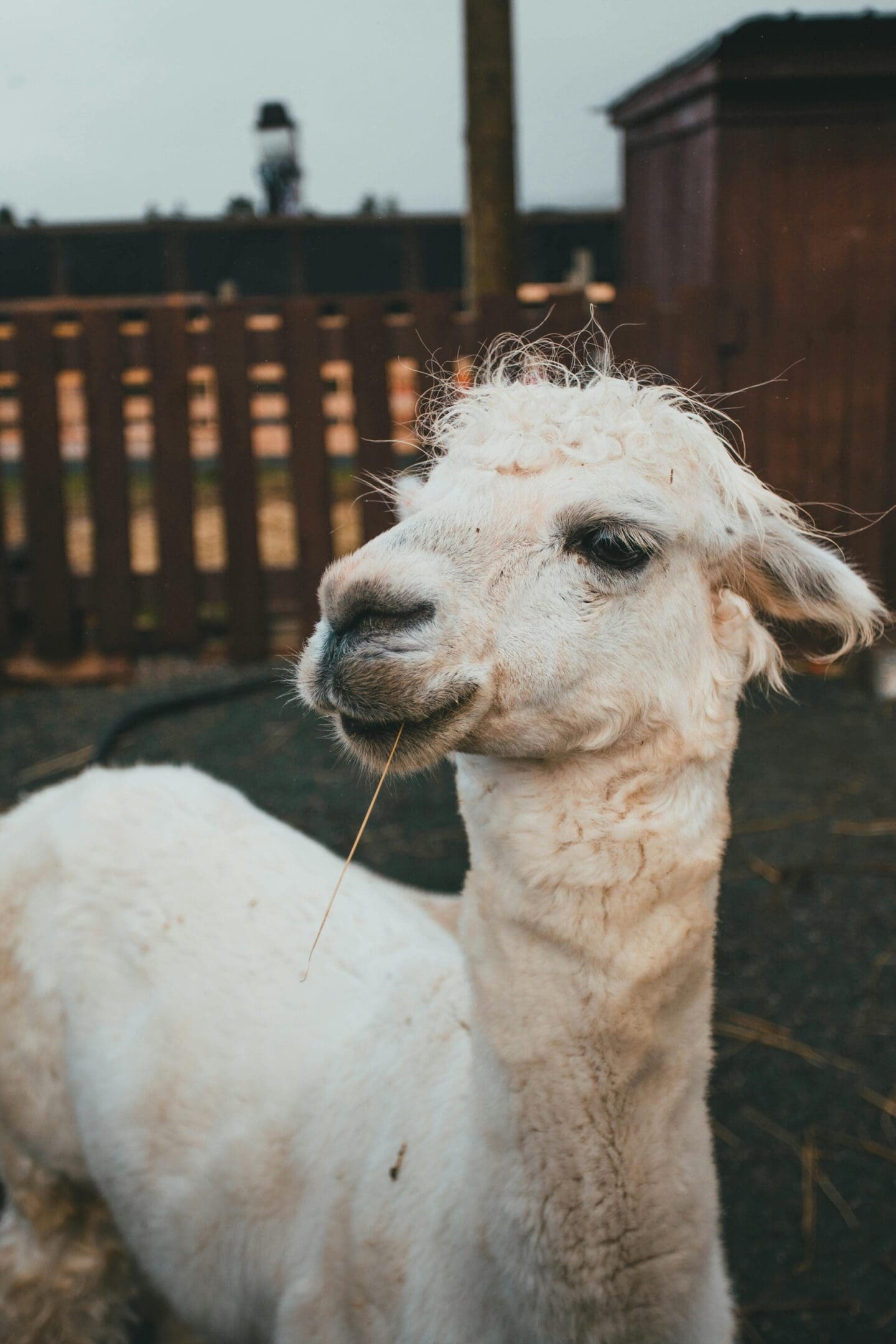 A white llama standing in the grass with its tongue hanging out.