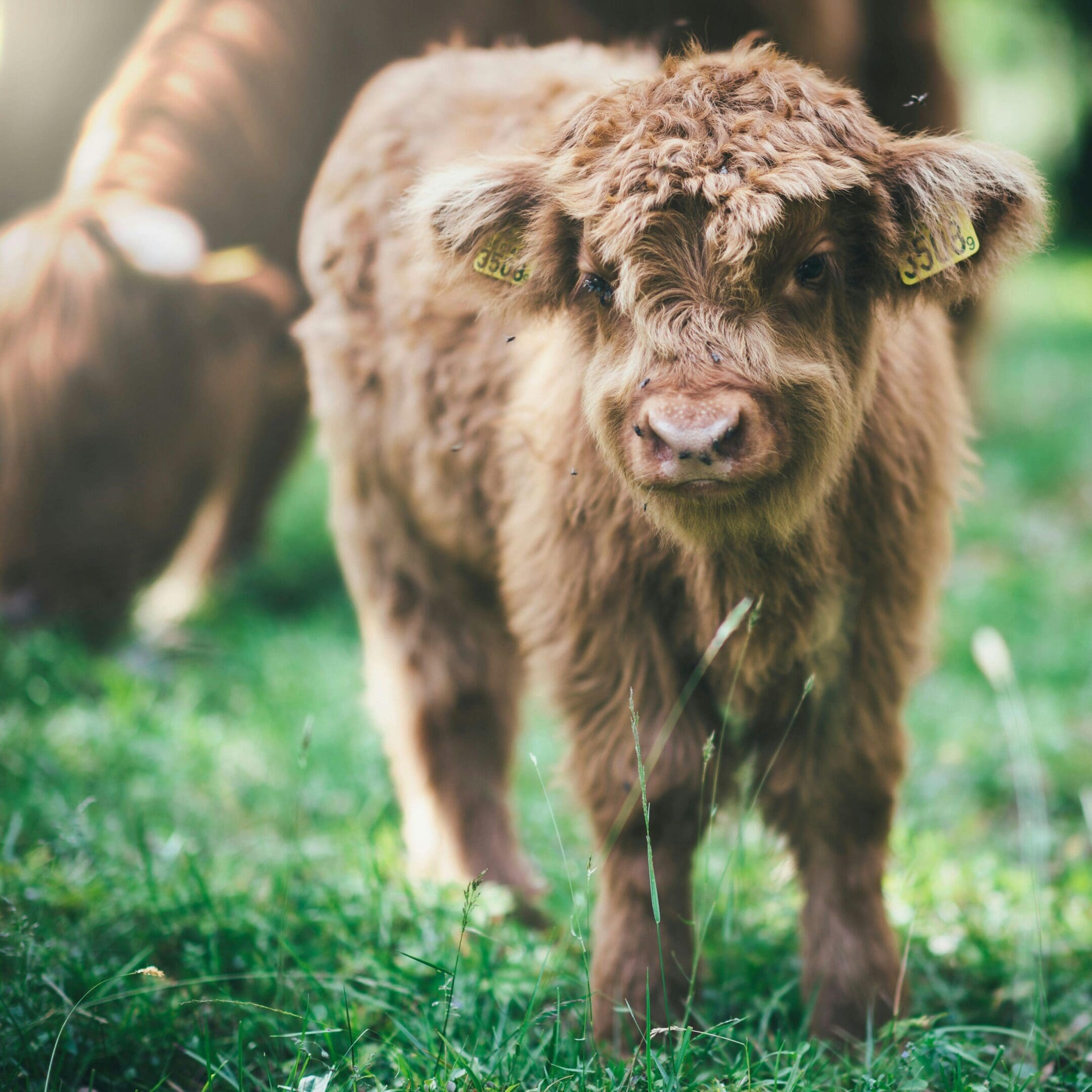 A baby cow standing in the grass with other cows.