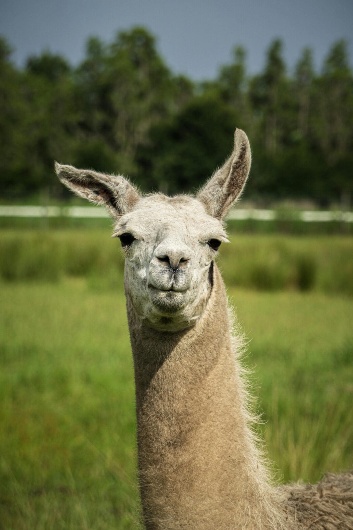 A llama standing in the grass with its head turned to the side.
