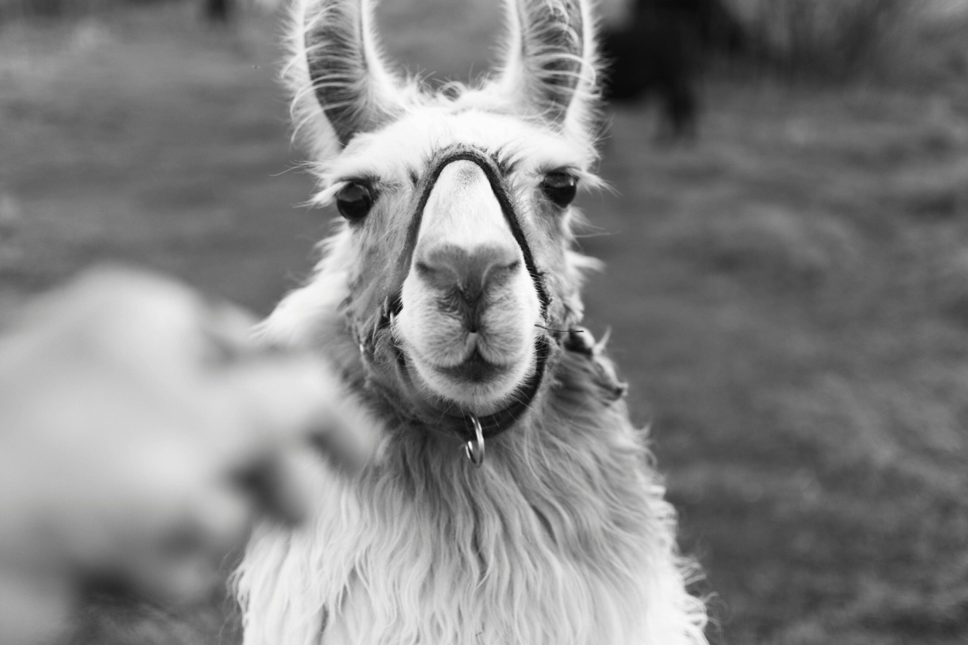 A llama with horns and a collar on.