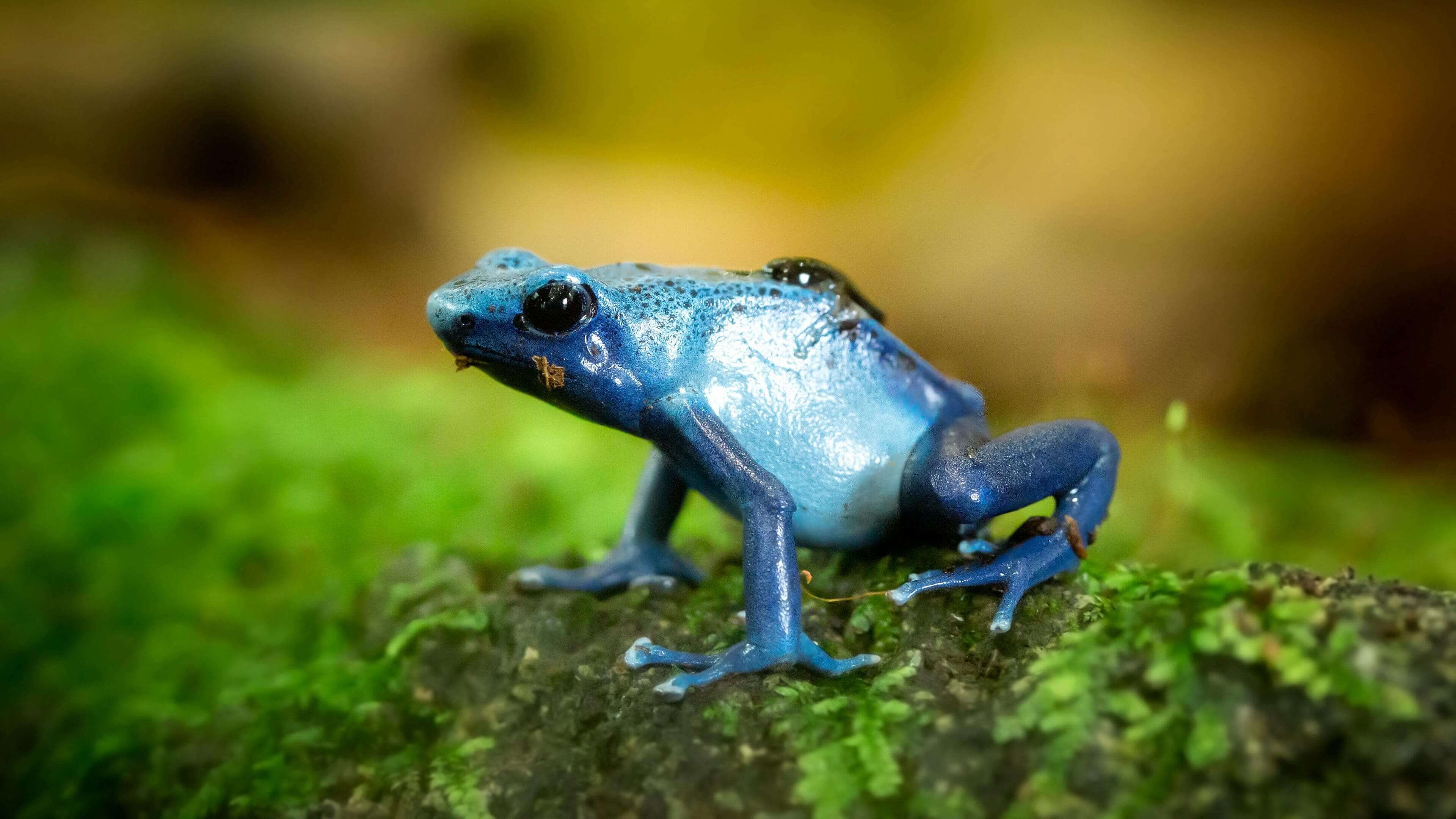 Here's a short alt tag for the image: Blue poison dart frog on moss.