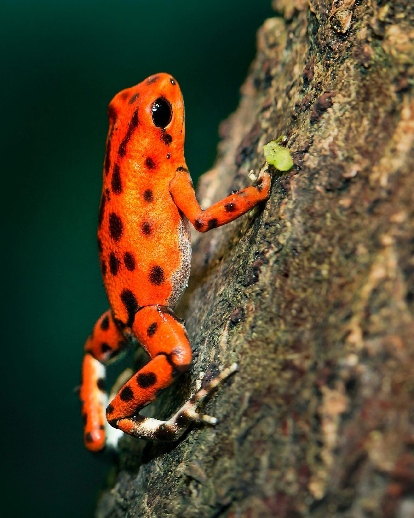 Orange and black poison dart frog on tree.