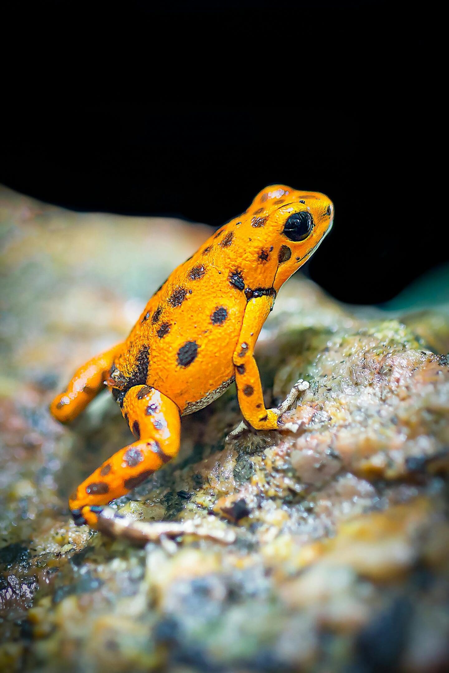 Orange and black poison dart frog on rock.