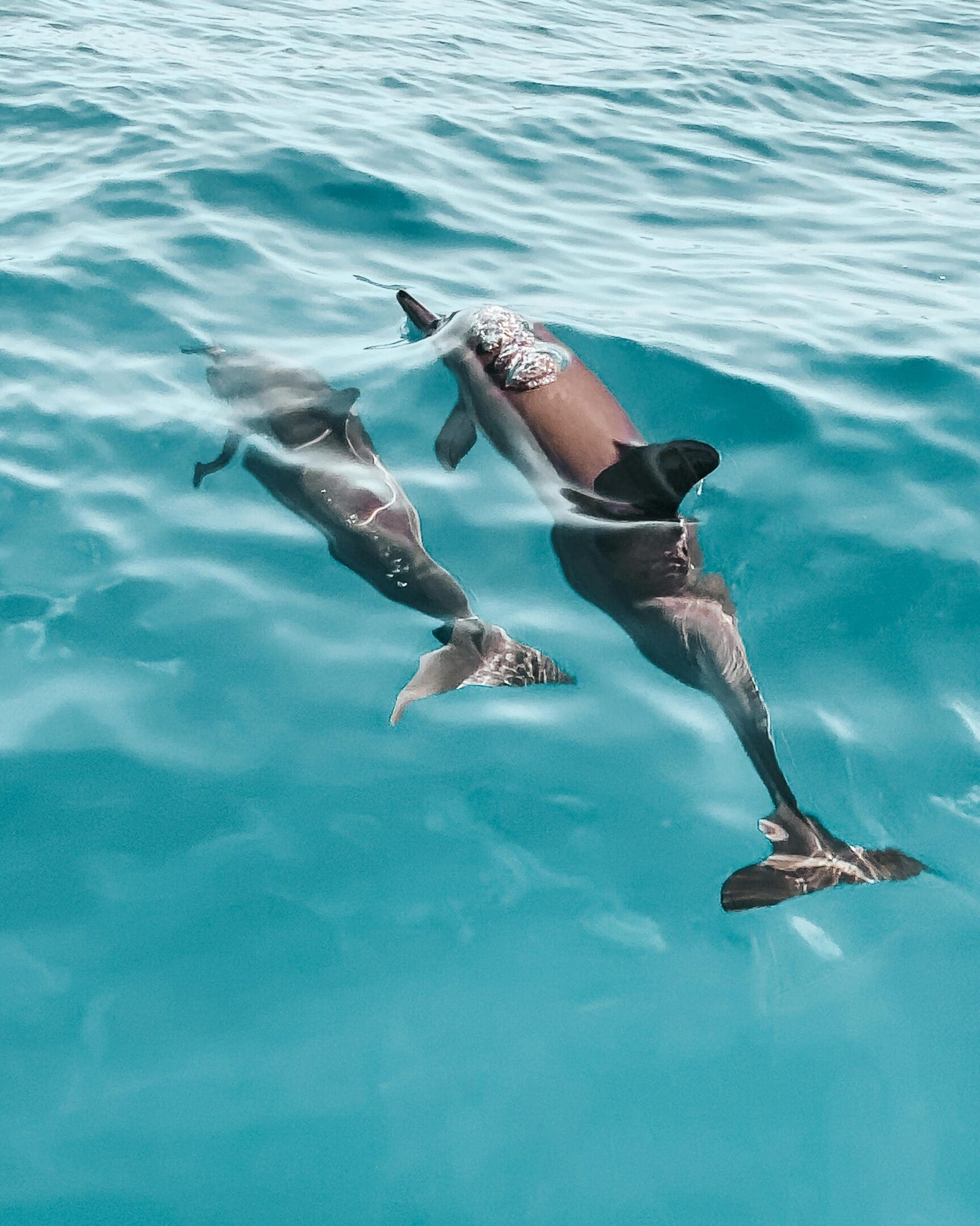 Two dolphins swimming in turquoise water.