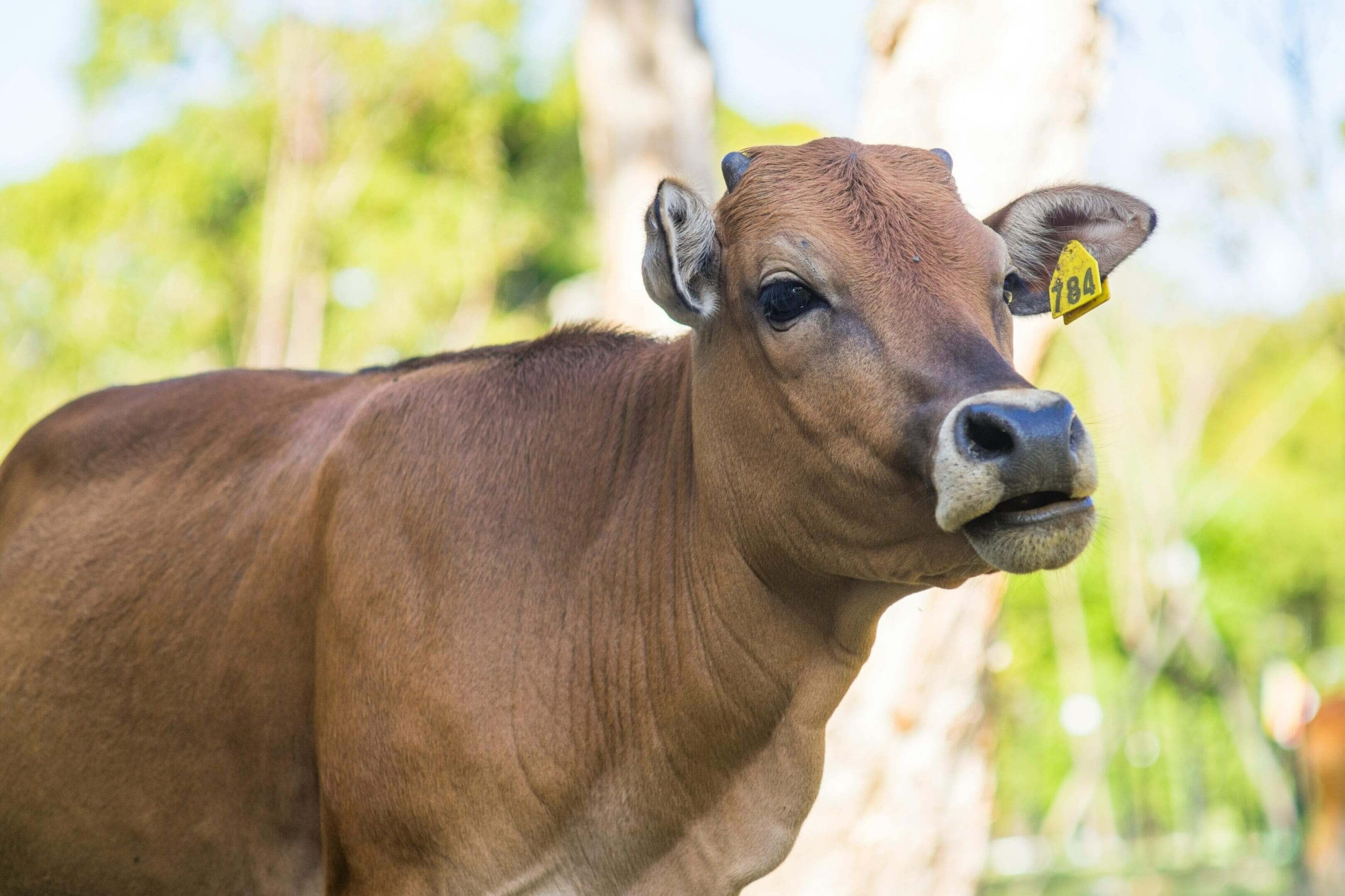 A brown cow with yellow tags on its ear.