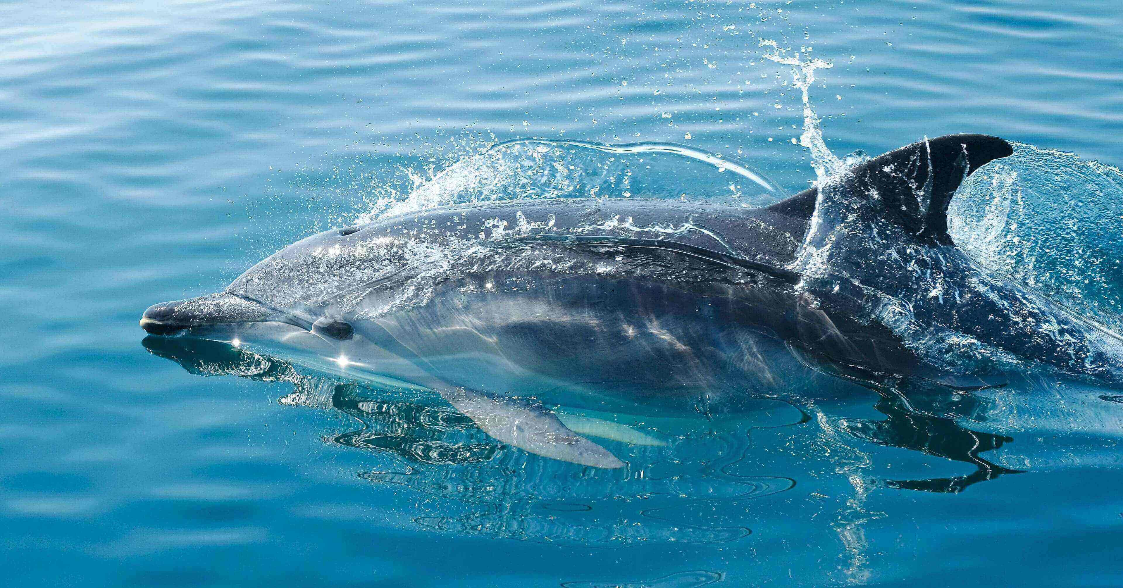 Dolphin swimming, splashing in ocean.