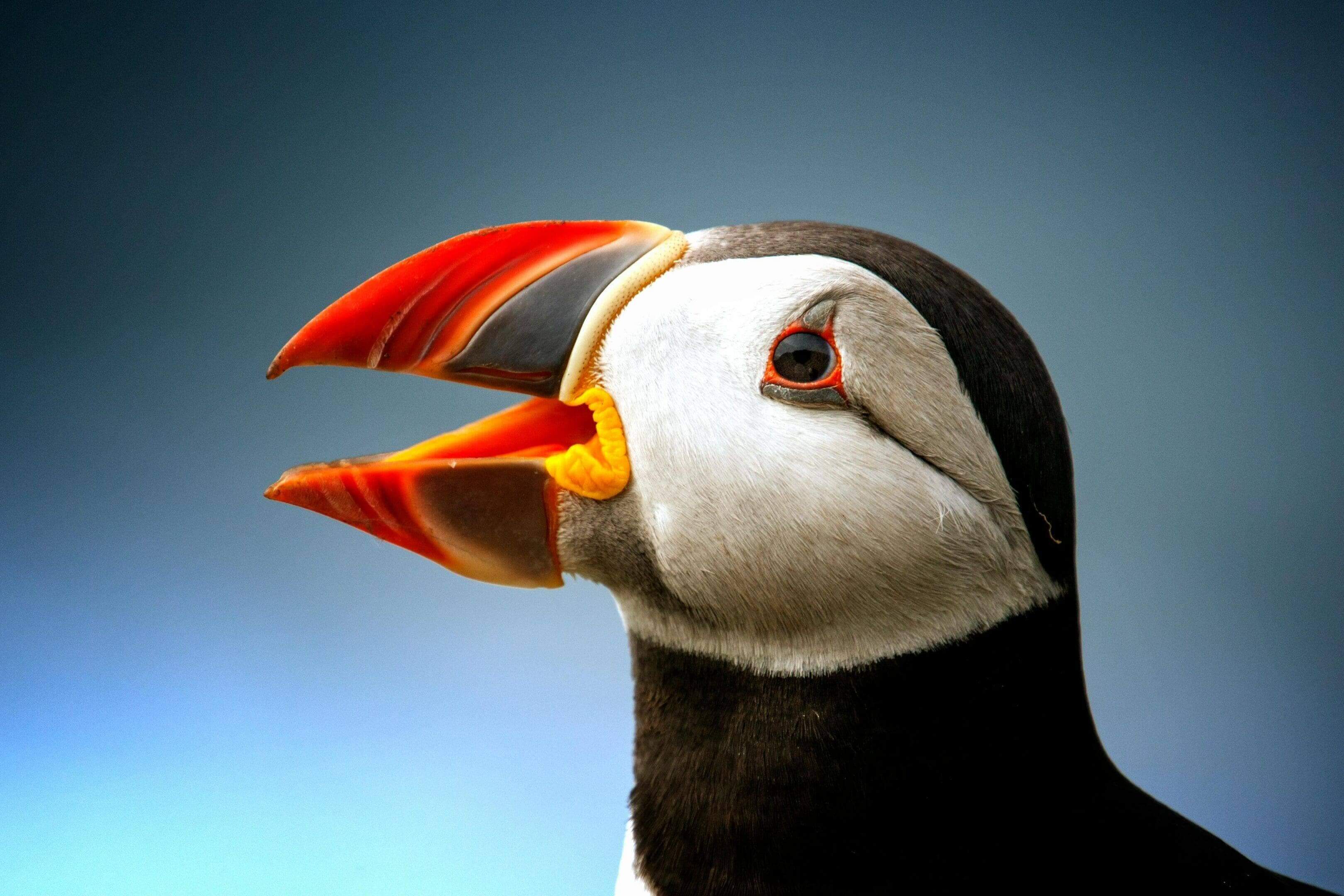 Atlantic puffin with open beak.
