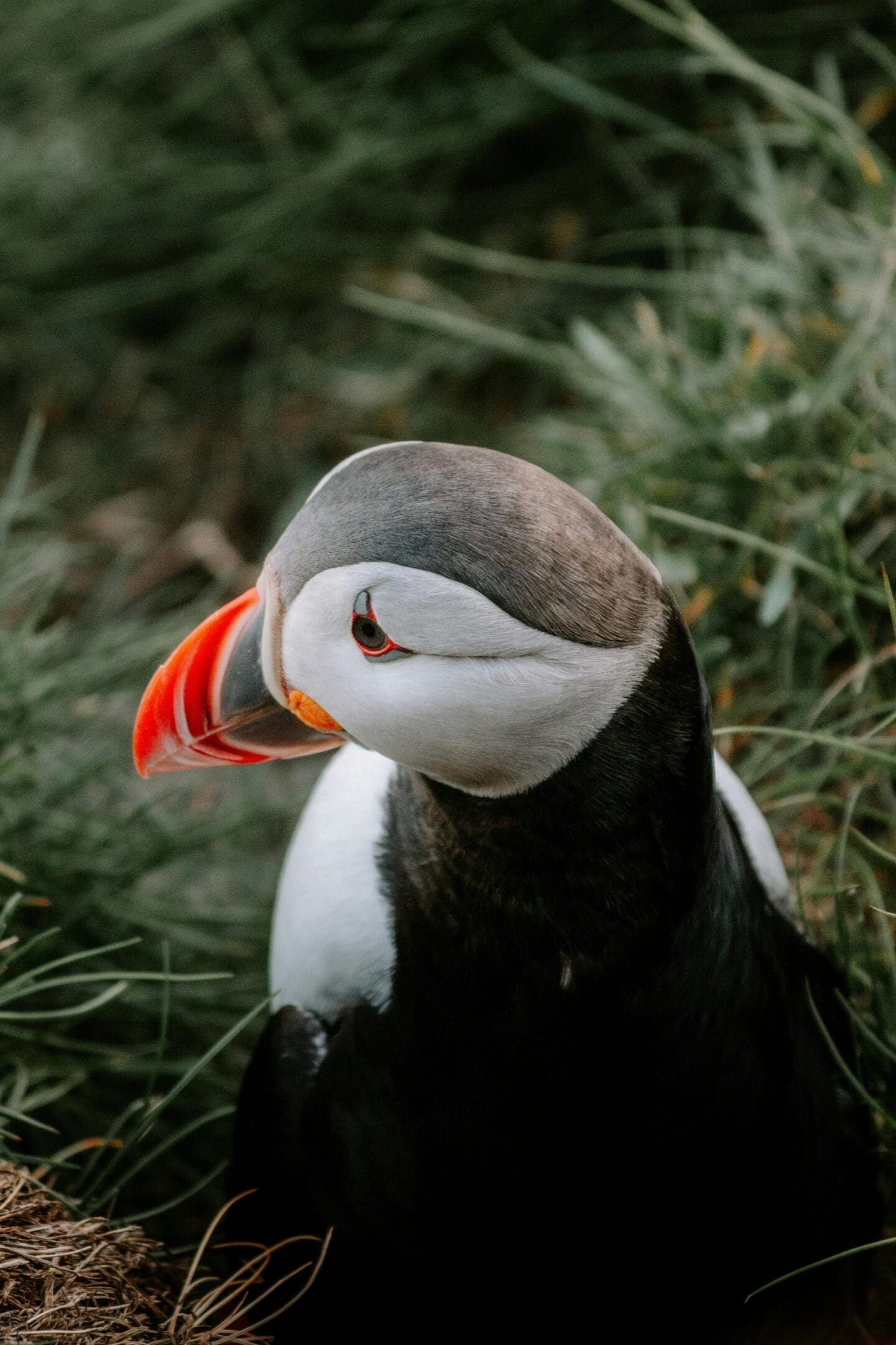 Atlantic puffin in grassy nest.