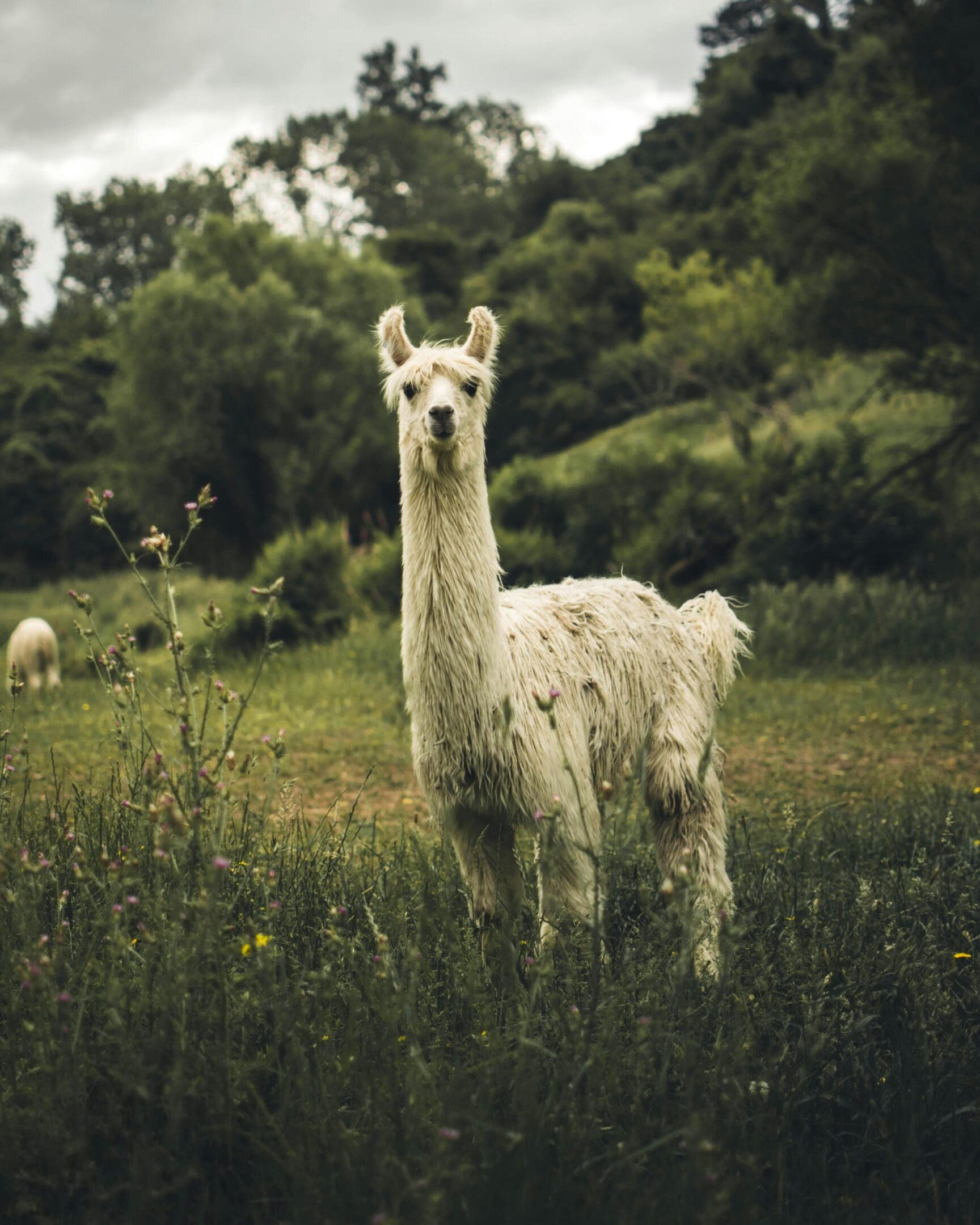A white llama standing in the middle of a field.
