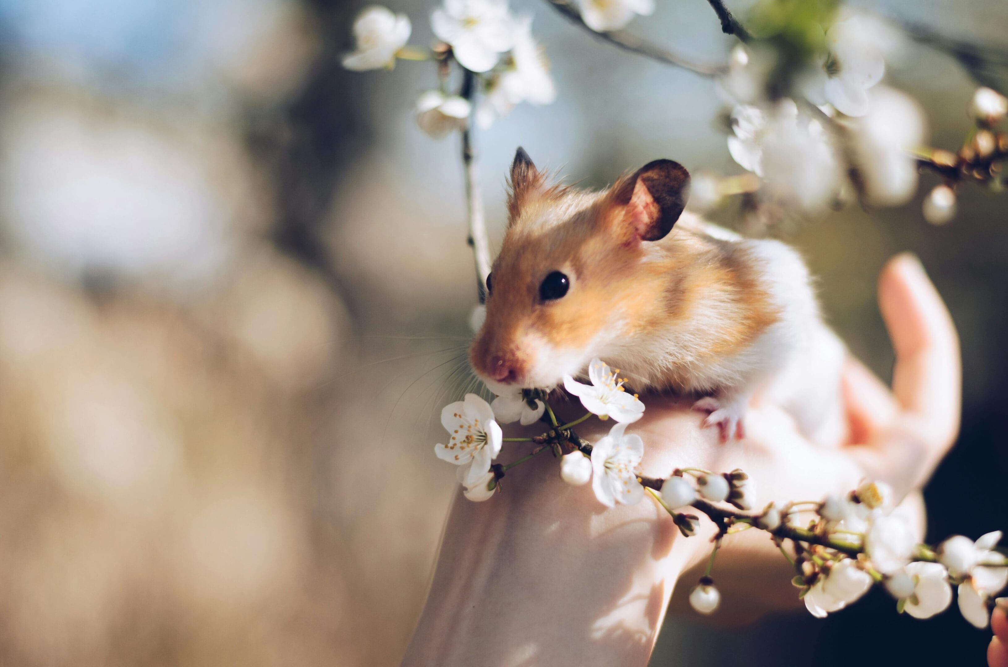 A hamster sitting on top of a branch.