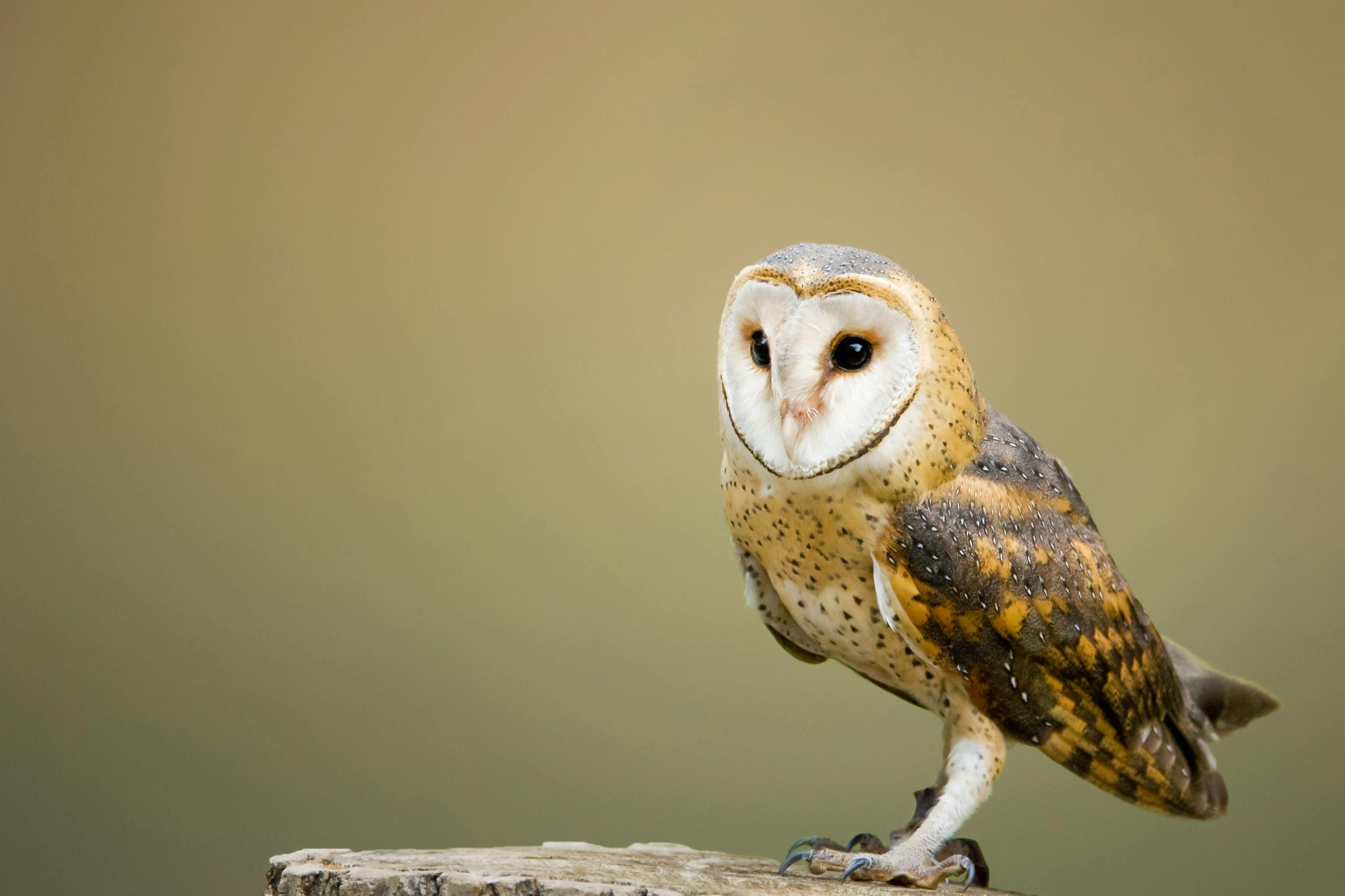A close up of an owl on top of a tree stump