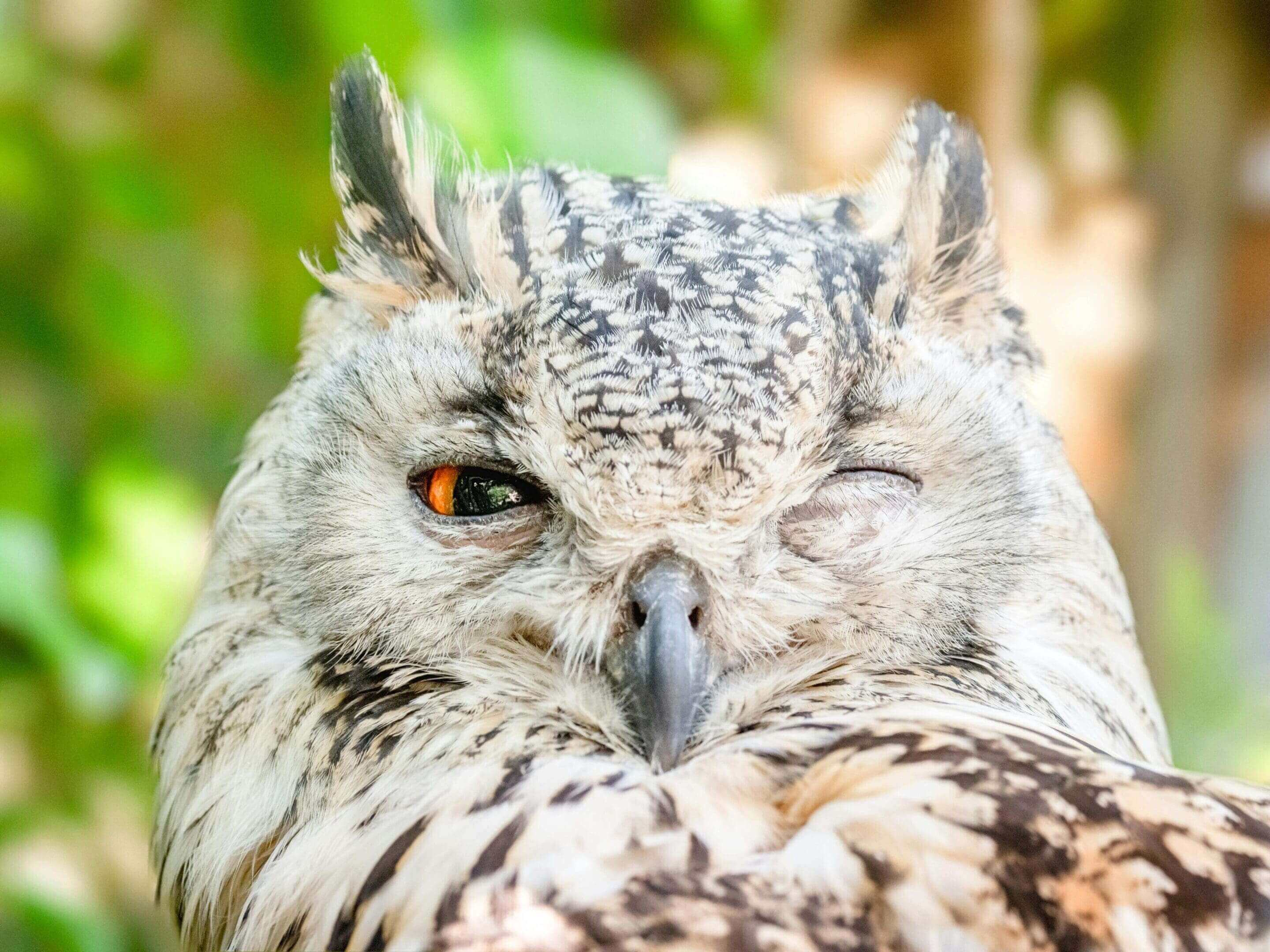 A close up of an owl with its eyes closed