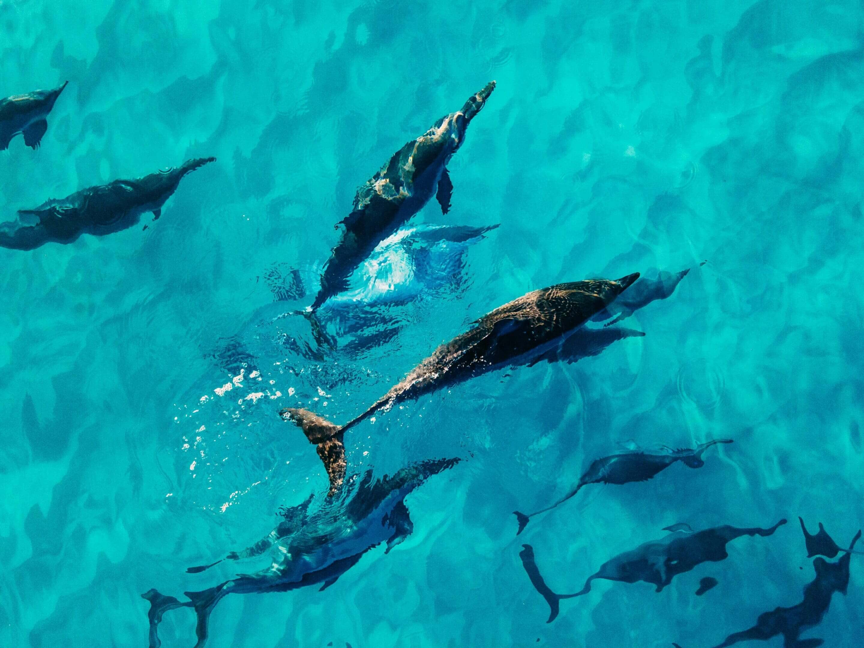 Dolphins swimming in turquoise ocean.