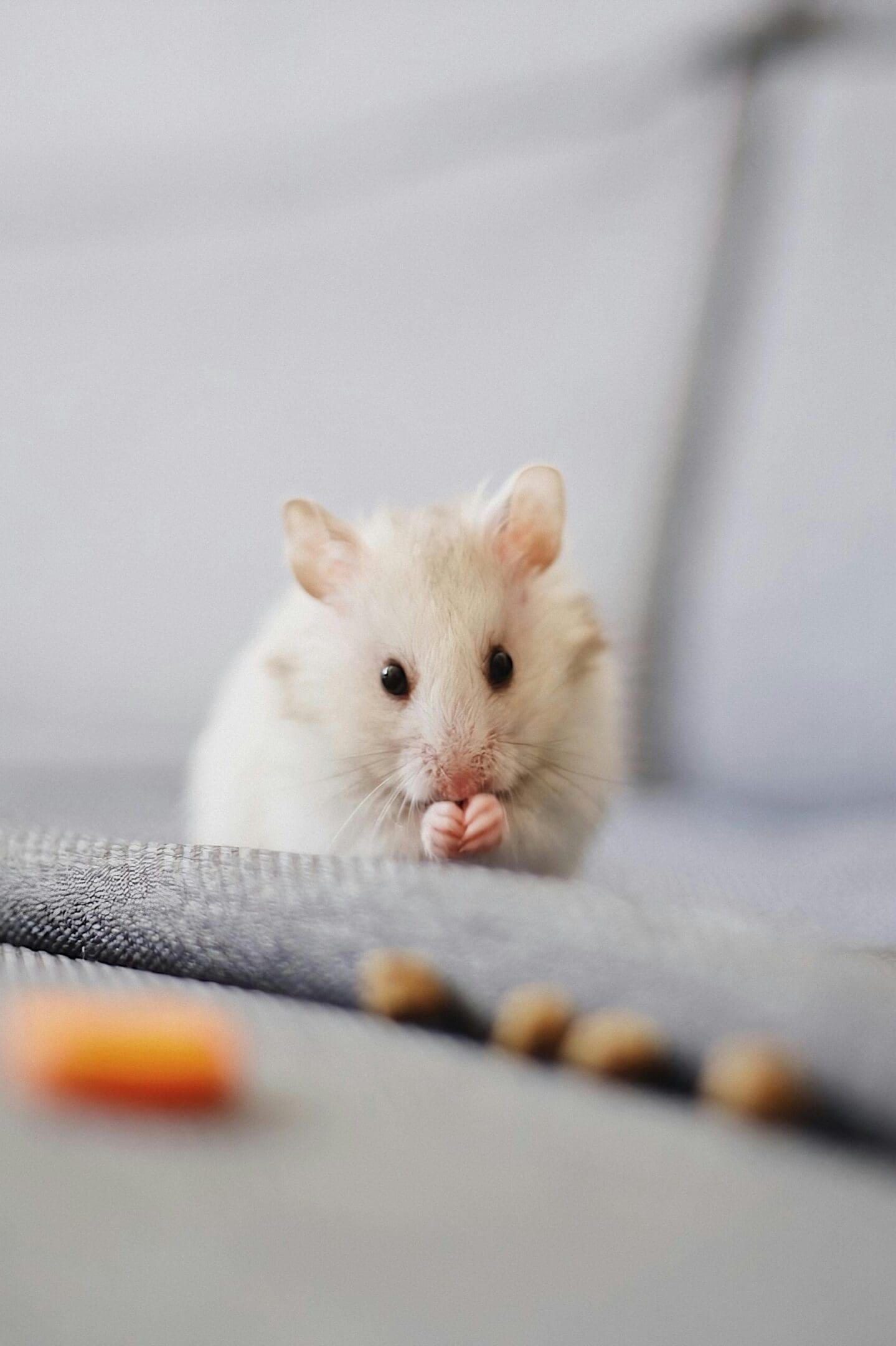 A white hamster sitting on top of a couch.