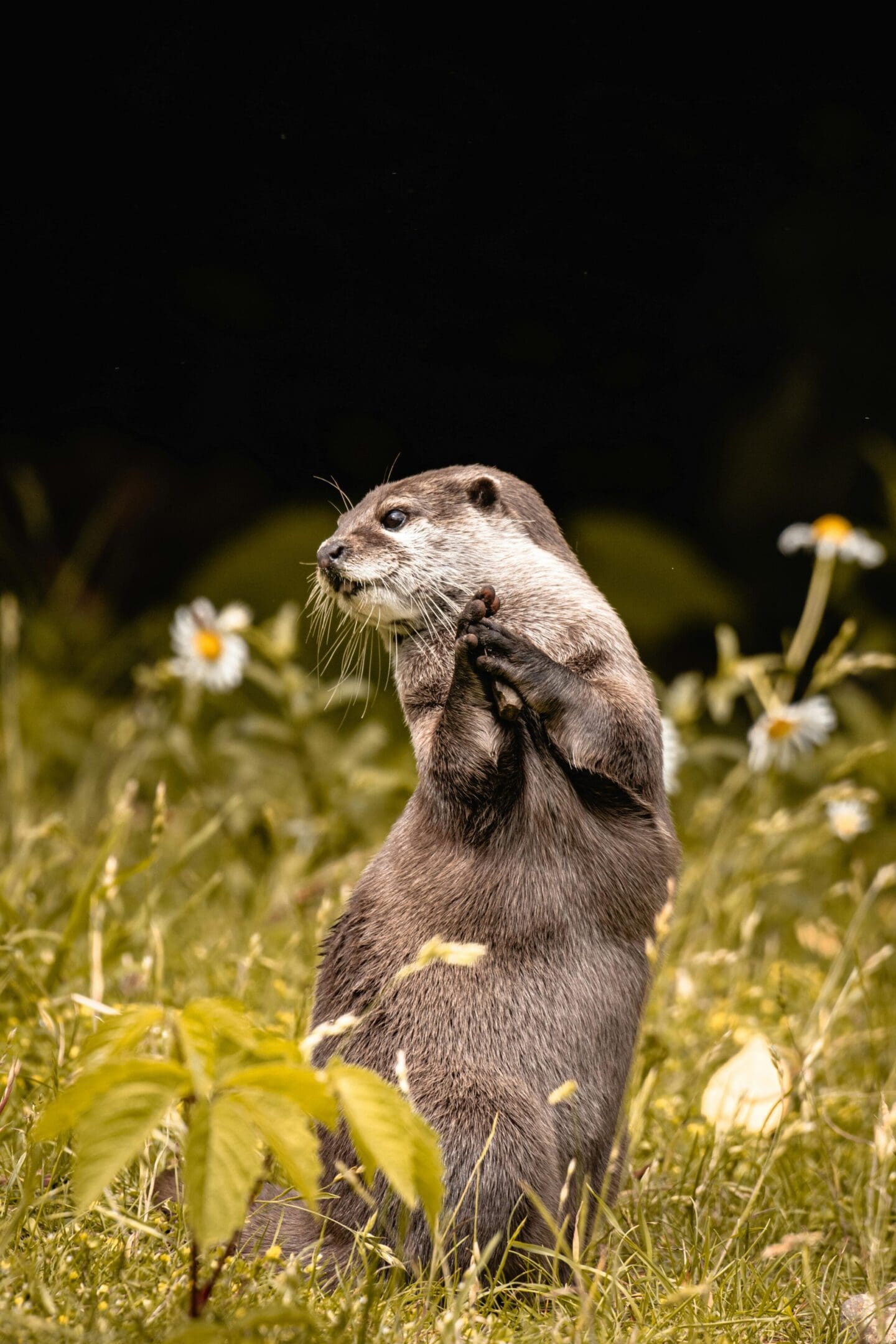 A small animal standing in the grass near flowers.
